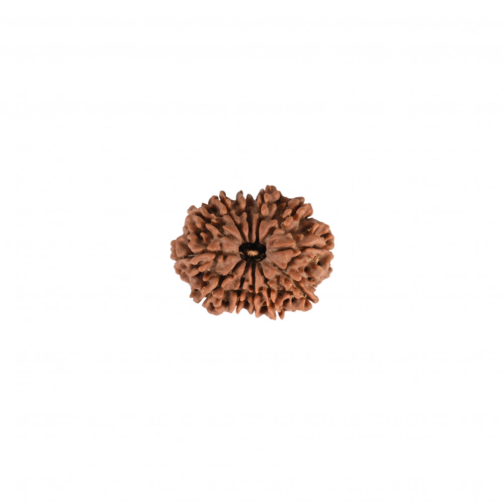 Image of Natural 12 Mukhi Rudraksh (Nepali)