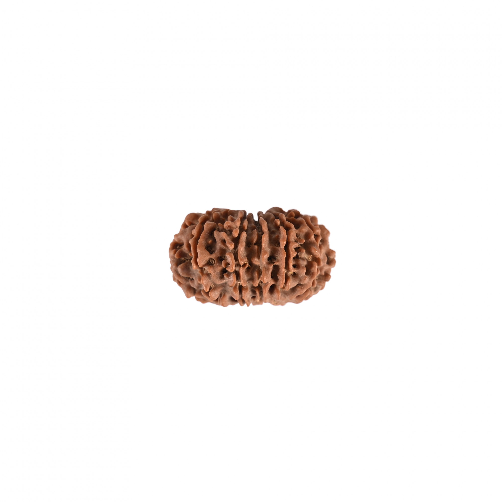 Natural 12 Mukhi Rudraksh Nepali