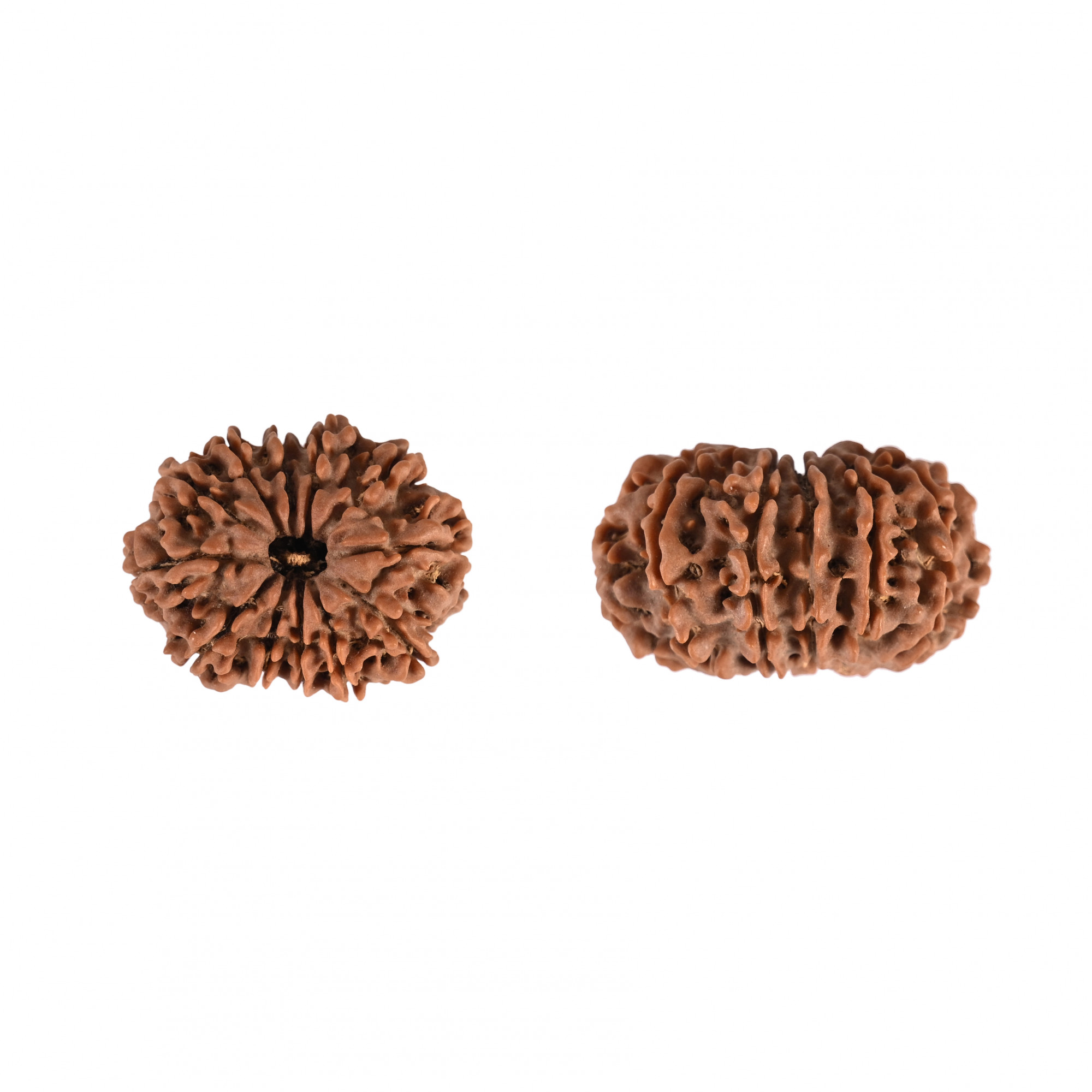 Natural 12 Mukhi Rudraksh Nepali