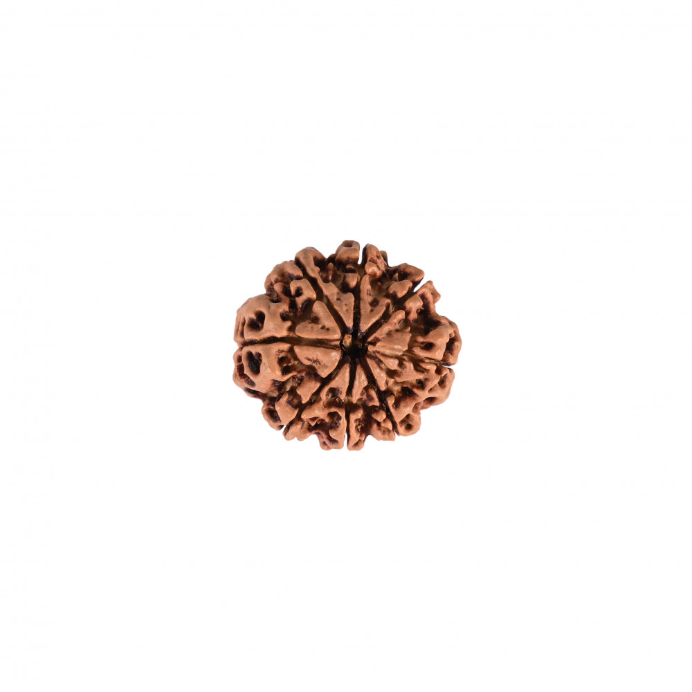Image of Natural 8 Mukhi Collector Rudraksh (Nepali)