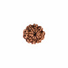 Natural 8 Mukhi Collector Rudraksh (Nepali)