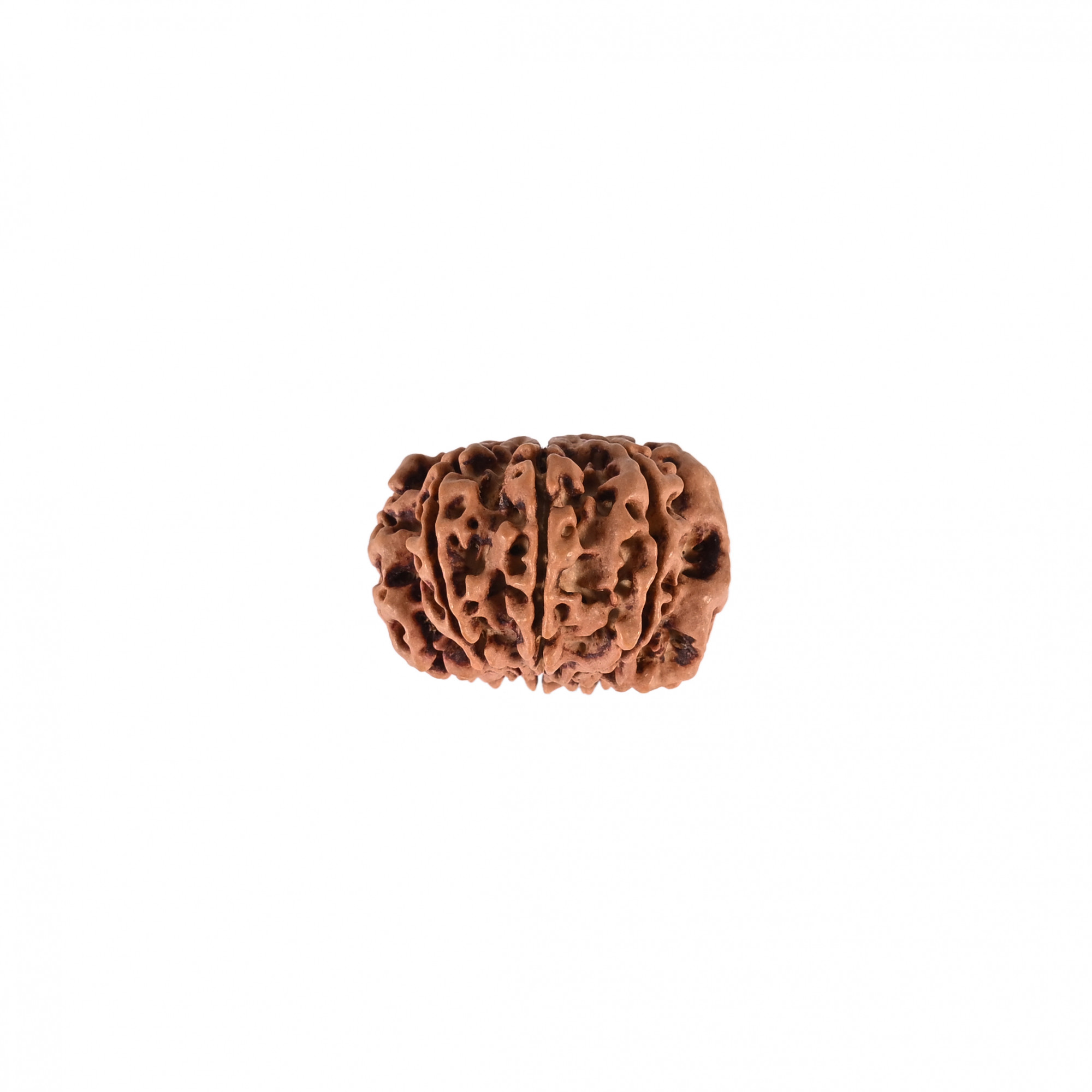Natural 8 Mukhi Collector Rudraksh Nepali