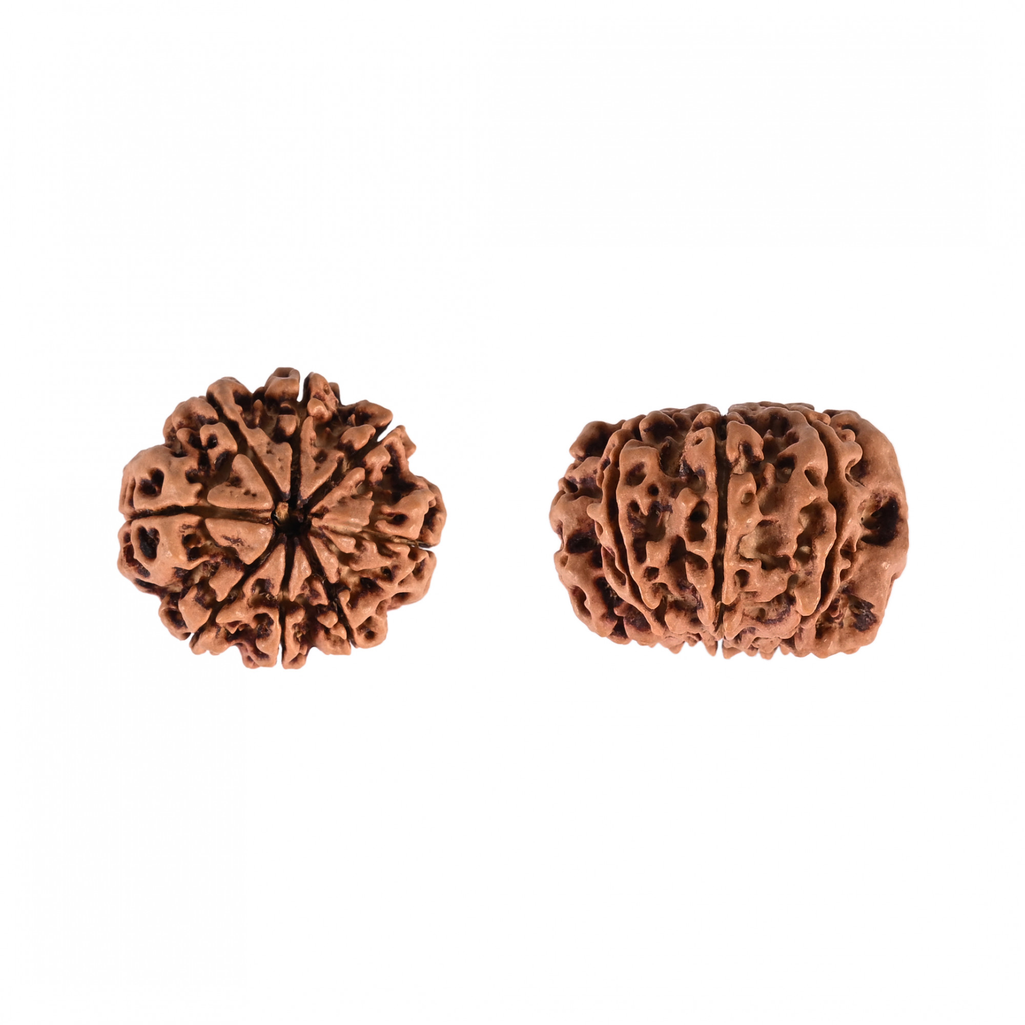 Natural 8 Mukhi Collector Rudraksh Nepali