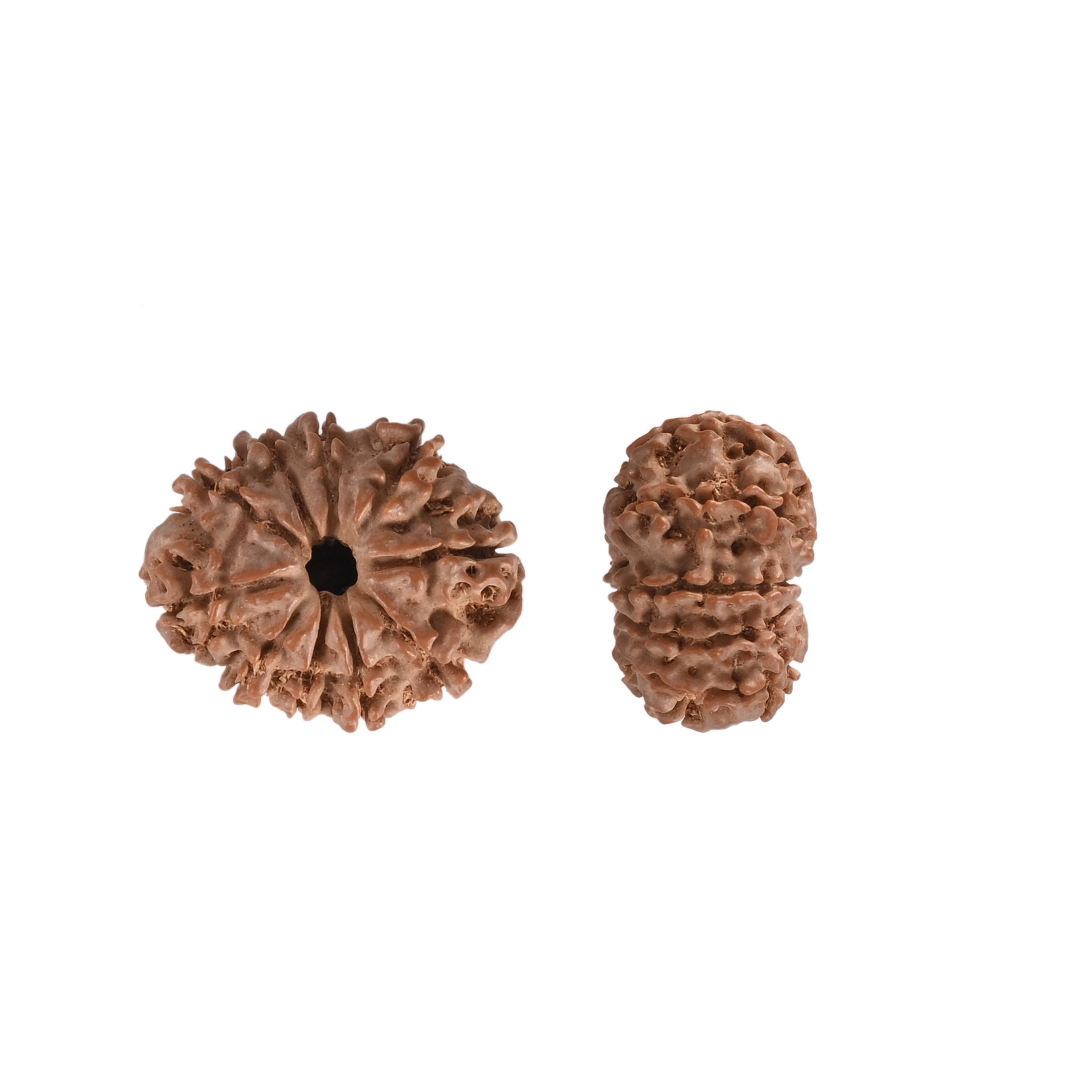 Natural 10 Mukhi Rudraksh Nepali