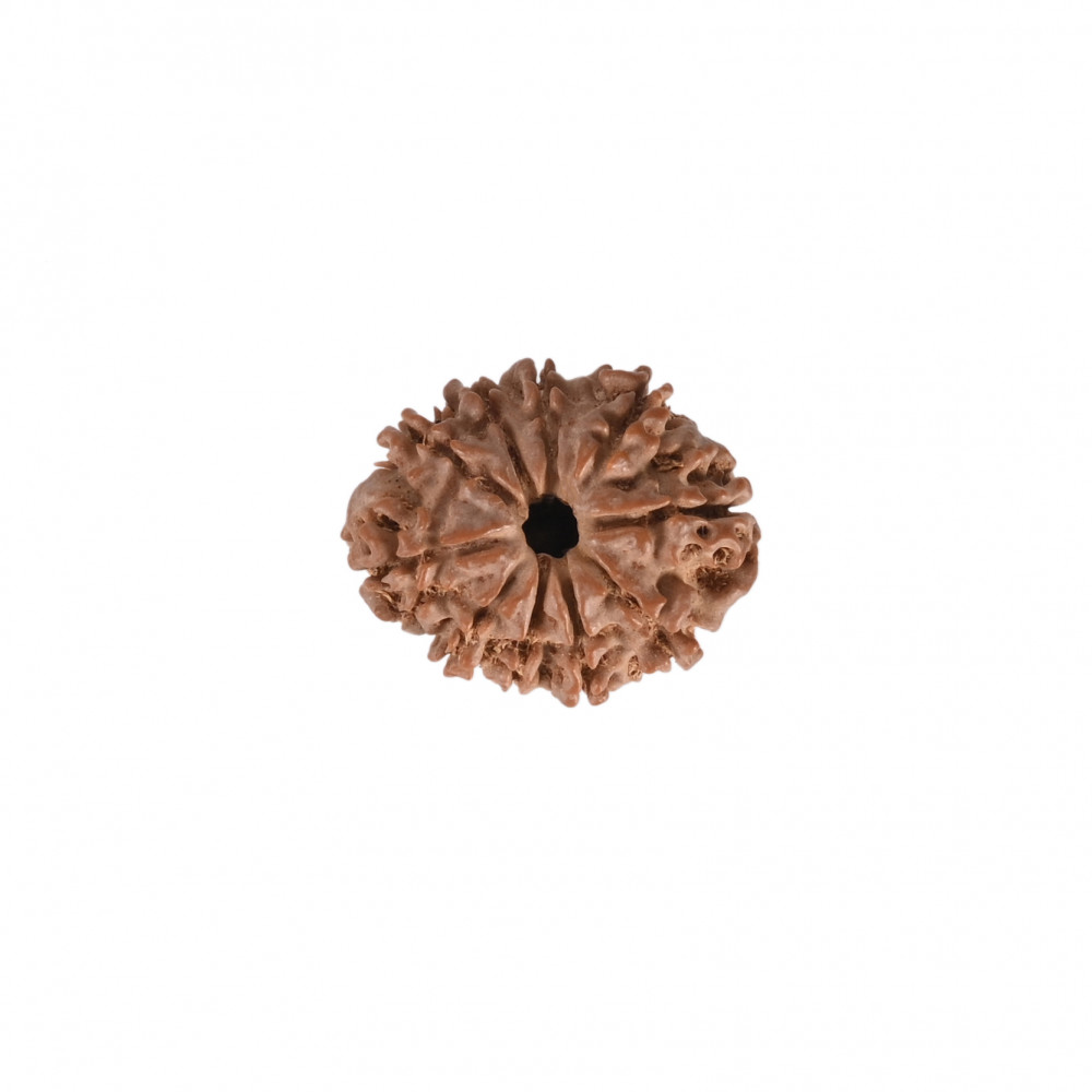 Image of Natural 10 Mukhi Rudraksh (Nepali)