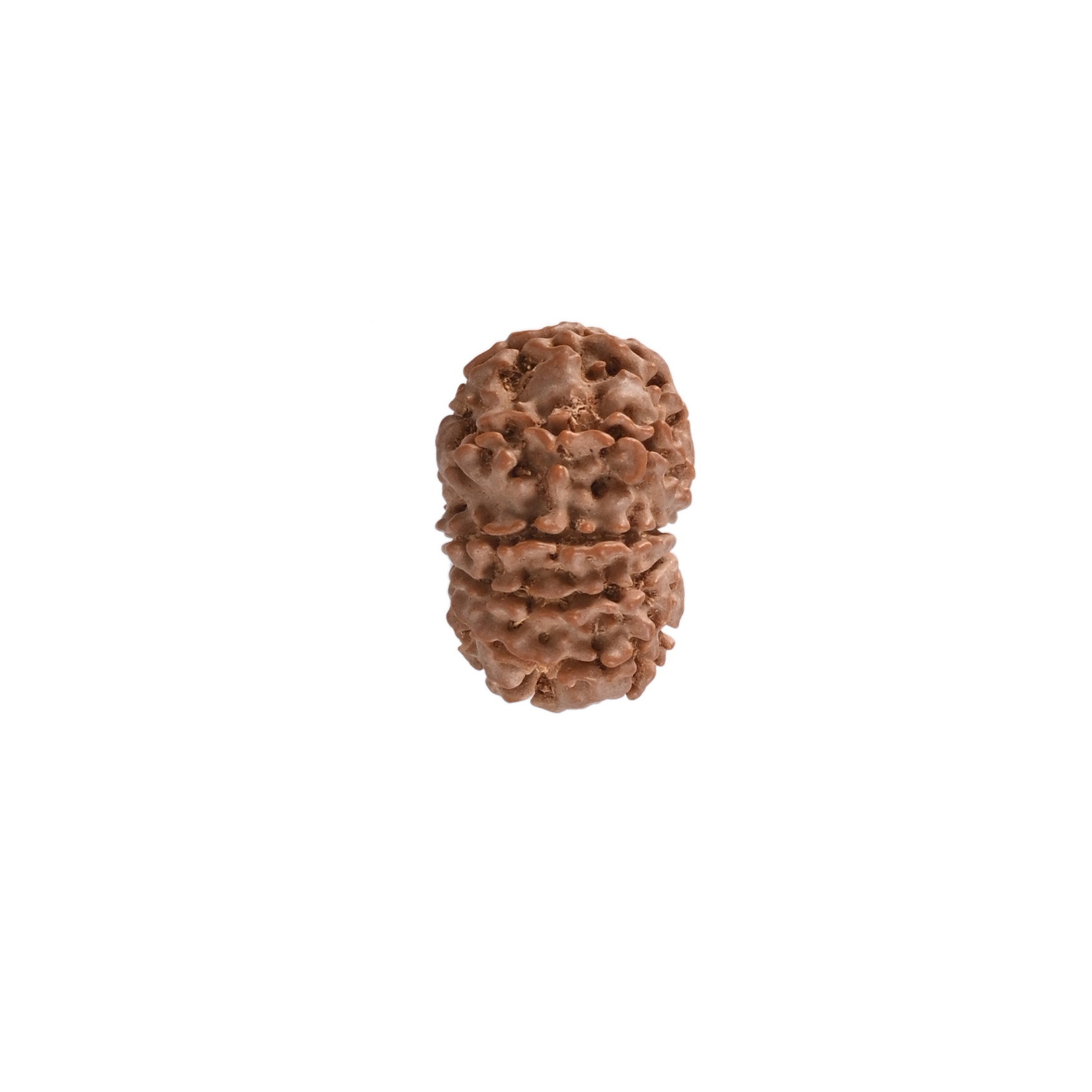 Natural 10 Mukhi Rudraksh Nepali
