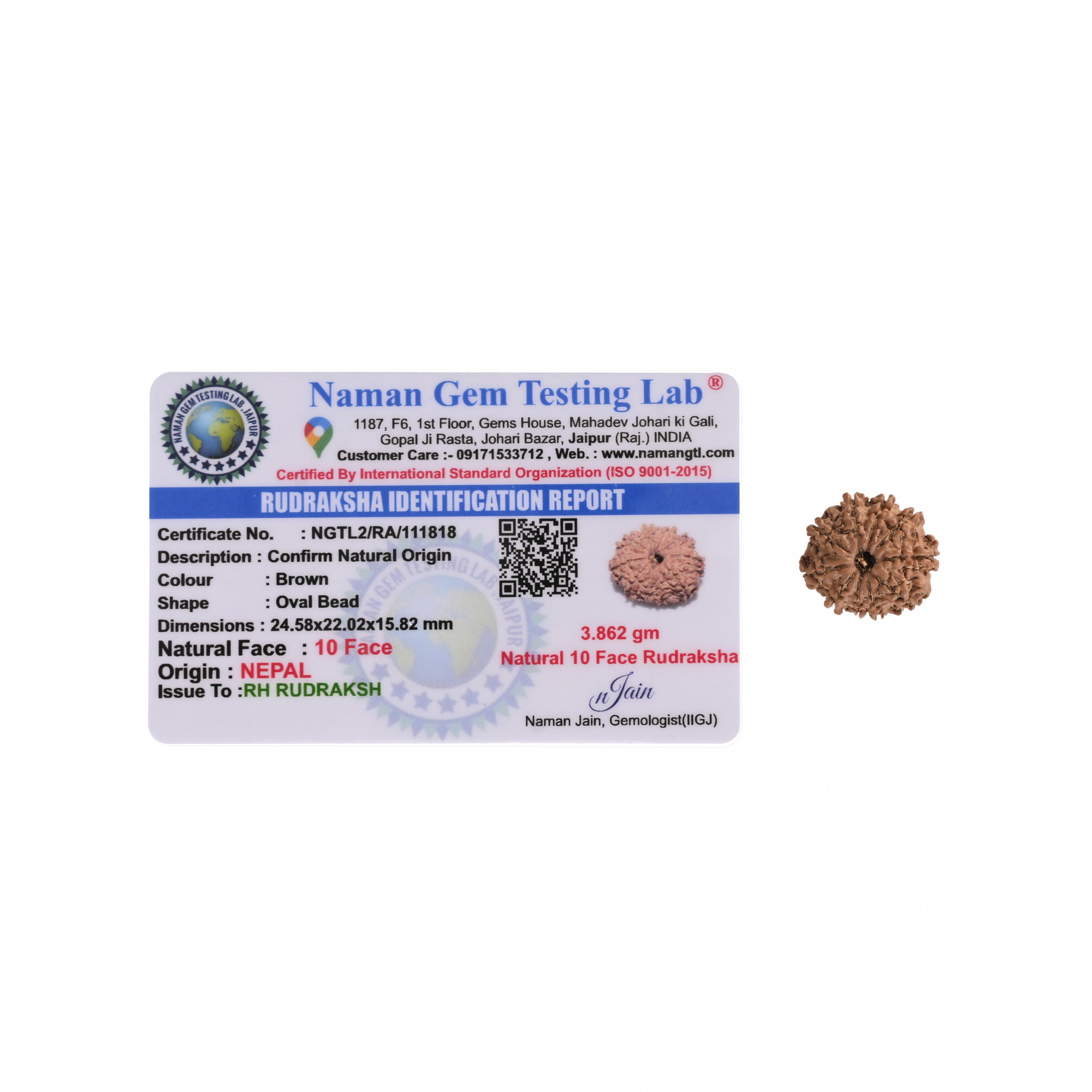 Natural 10 Mukhi RudrakshNepali