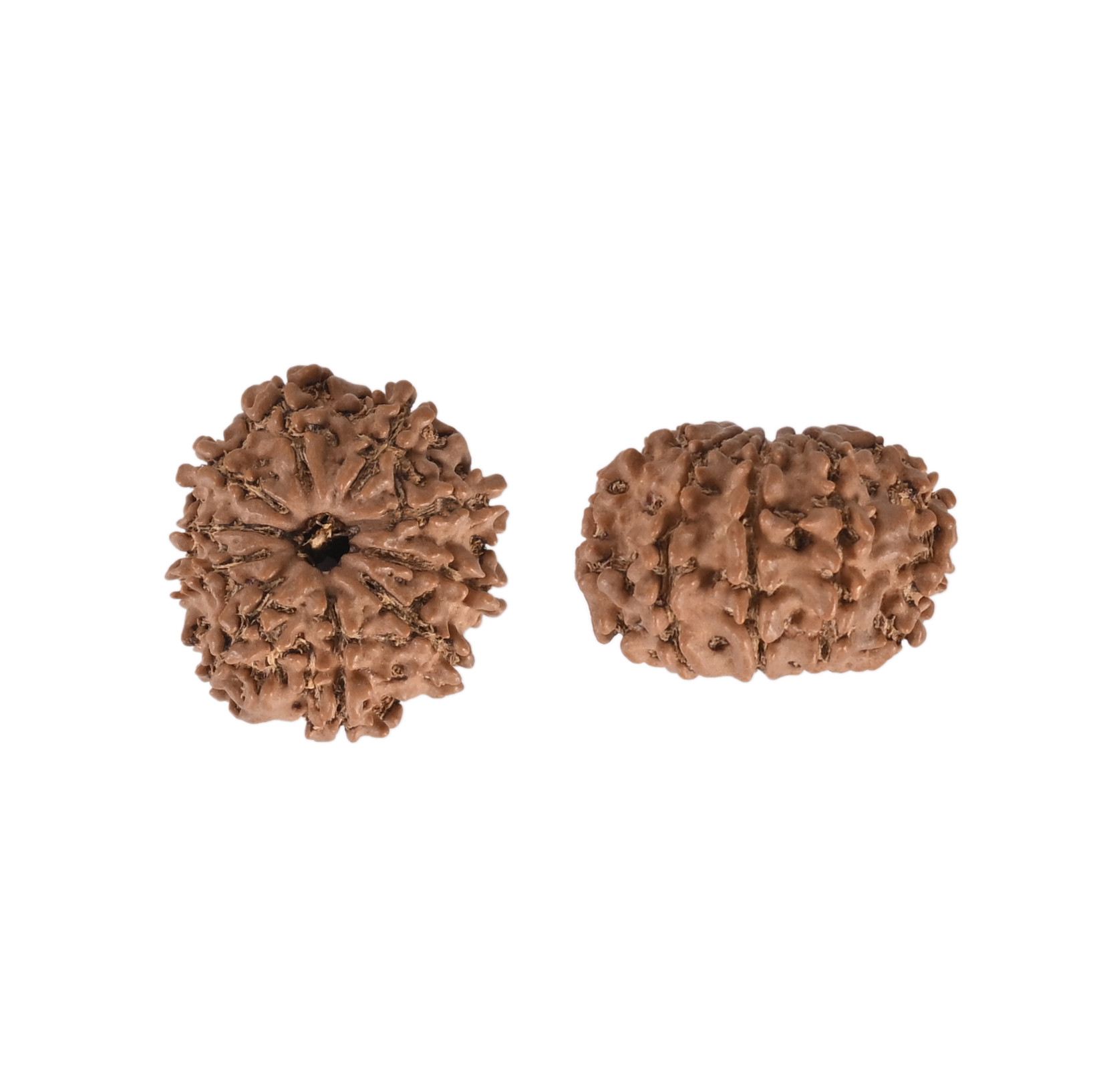 Natural 10 Mukhi RudrakshNepali