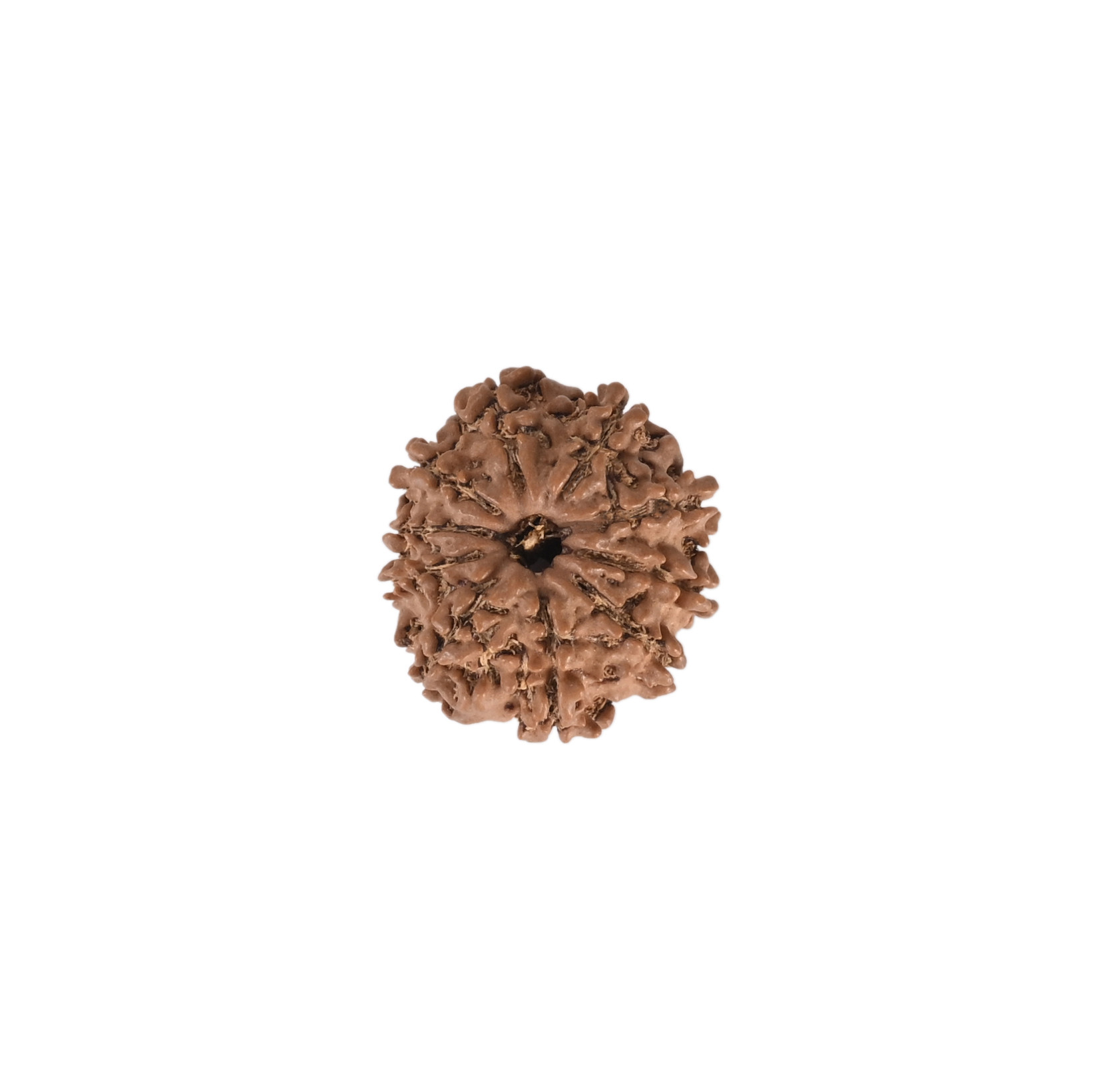 Natural 10 Mukhi RudrakshNepali
