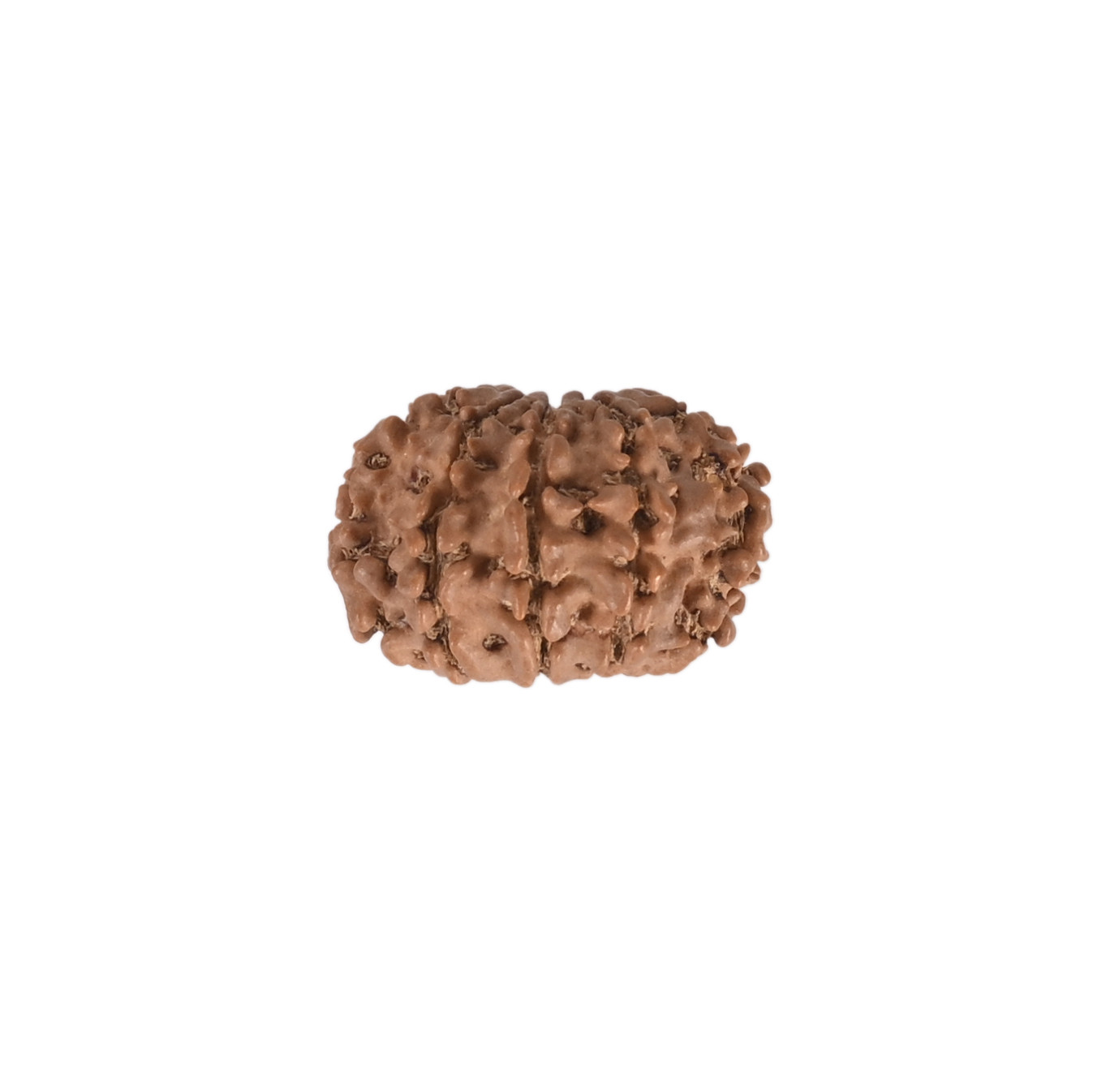 Natural 10 Mukhi RudrakshNepali