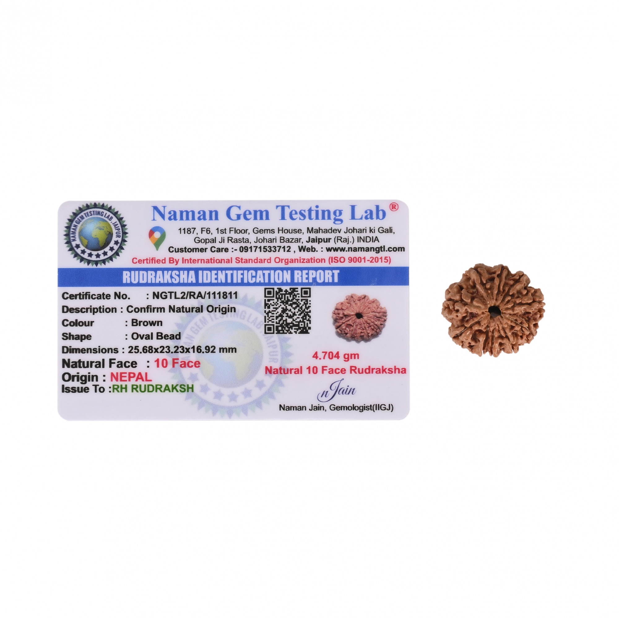 Natural 10 Mukhi RudrakshNepali
