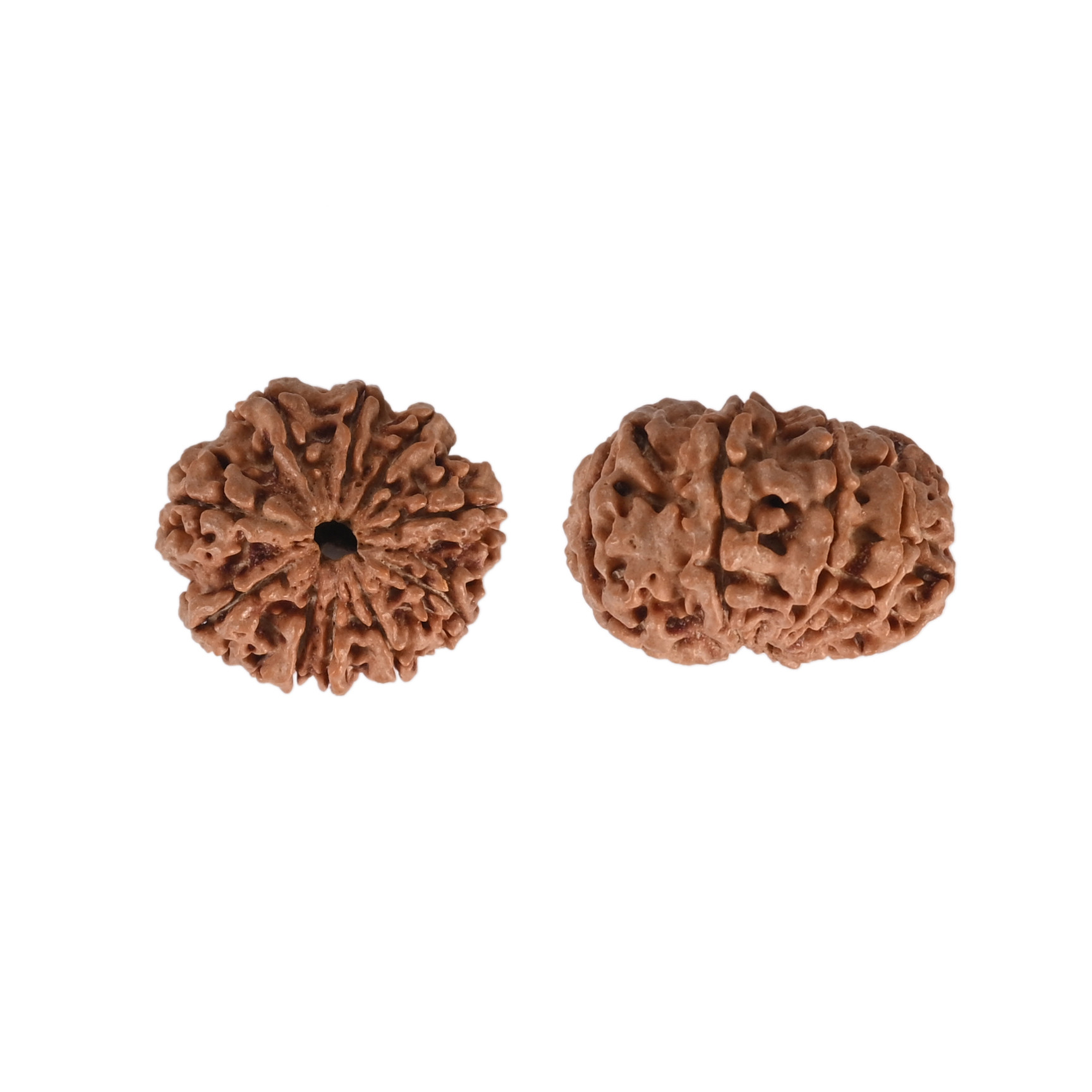 Natural 10 Mukhi RudrakshNepali