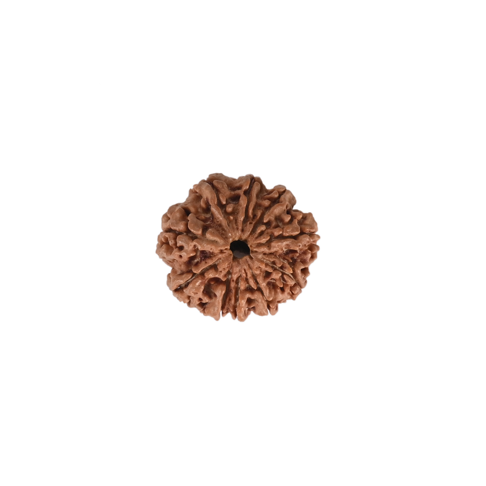 Natural 10 Mukhi RudrakshNepali
