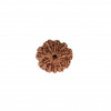 Natural 10 Mukhi Rudraksh(Nepali)