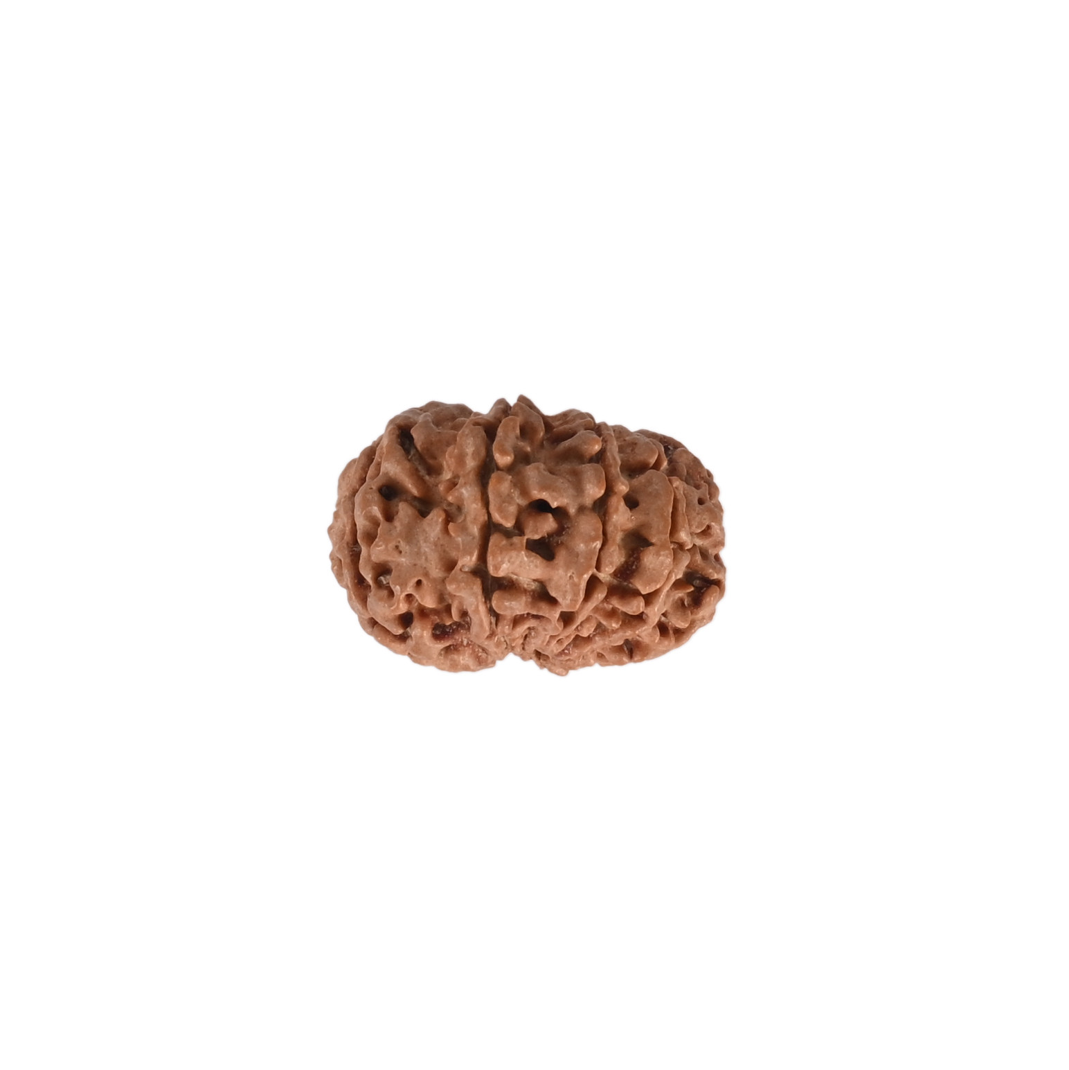 Natural 10 Mukhi RudrakshNepali
