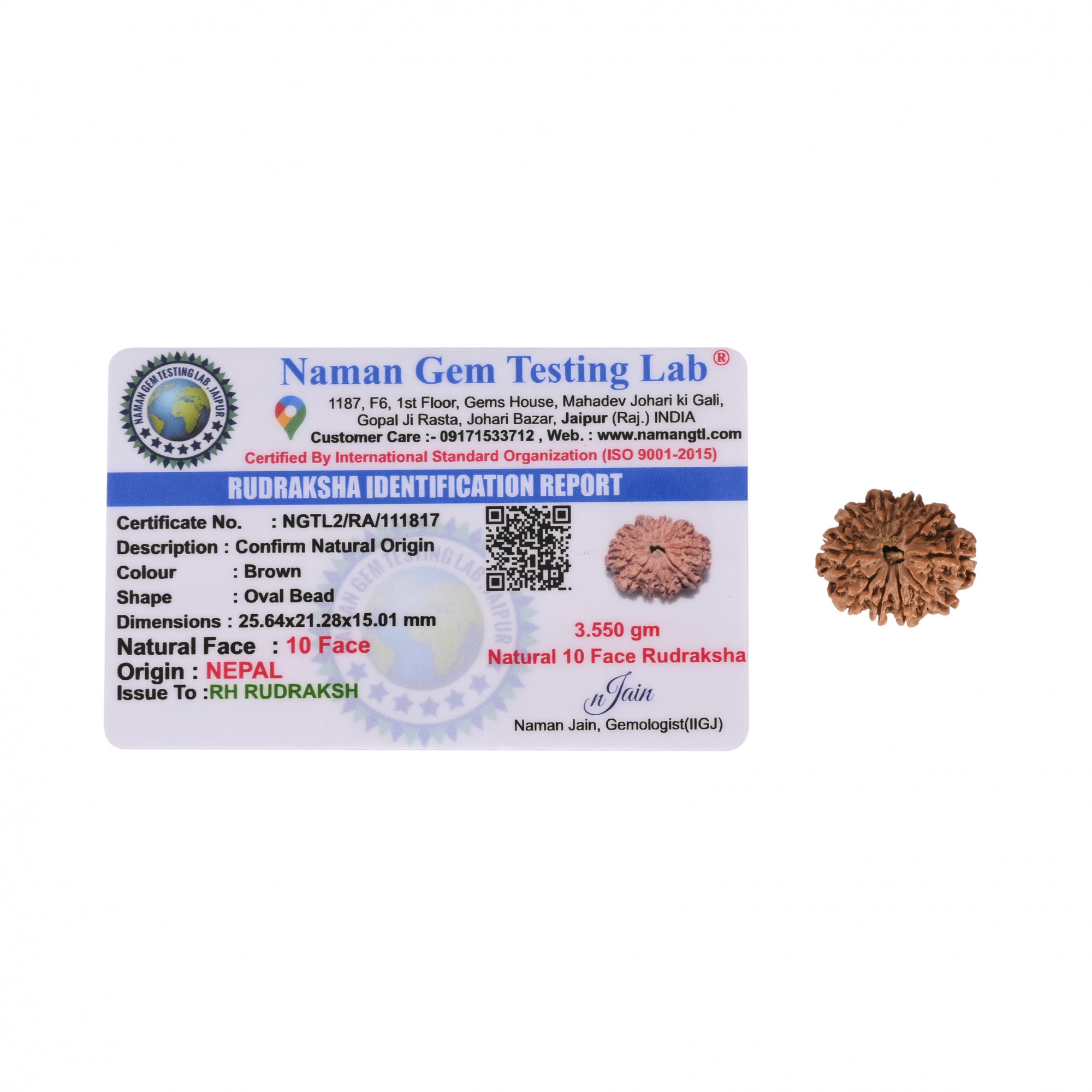 Natural 10 Mukhi Rudraksh Nepali