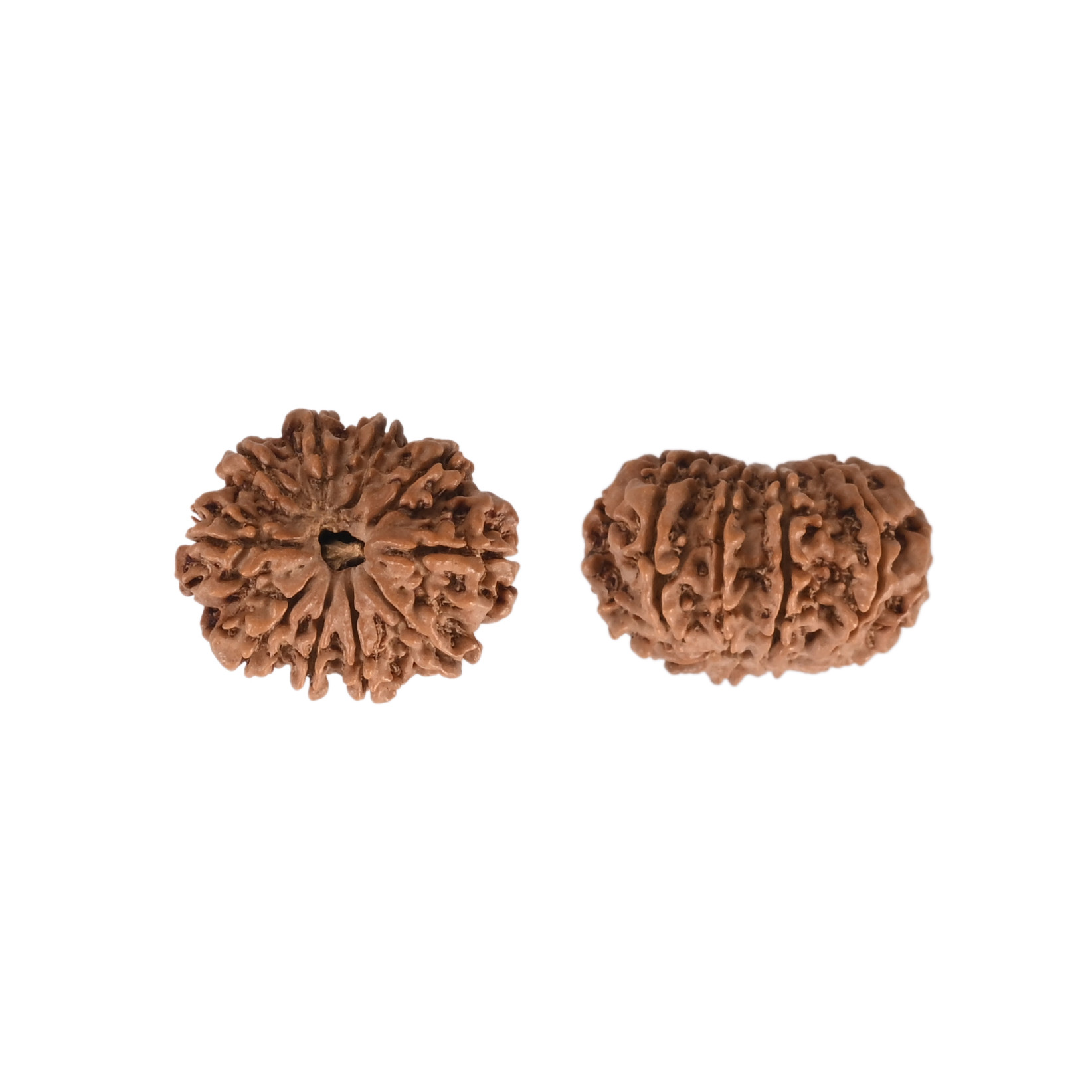 Natural 10 Mukhi Rudraksh Nepali