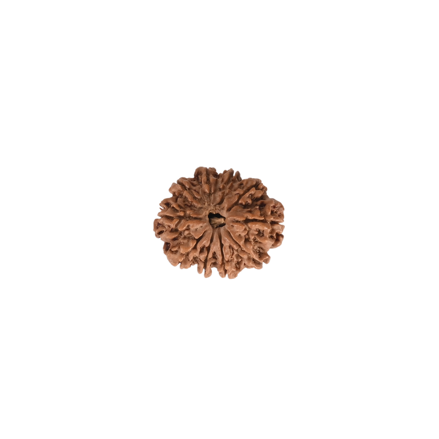 Natural 10 Mukhi Rudraksh Nepali