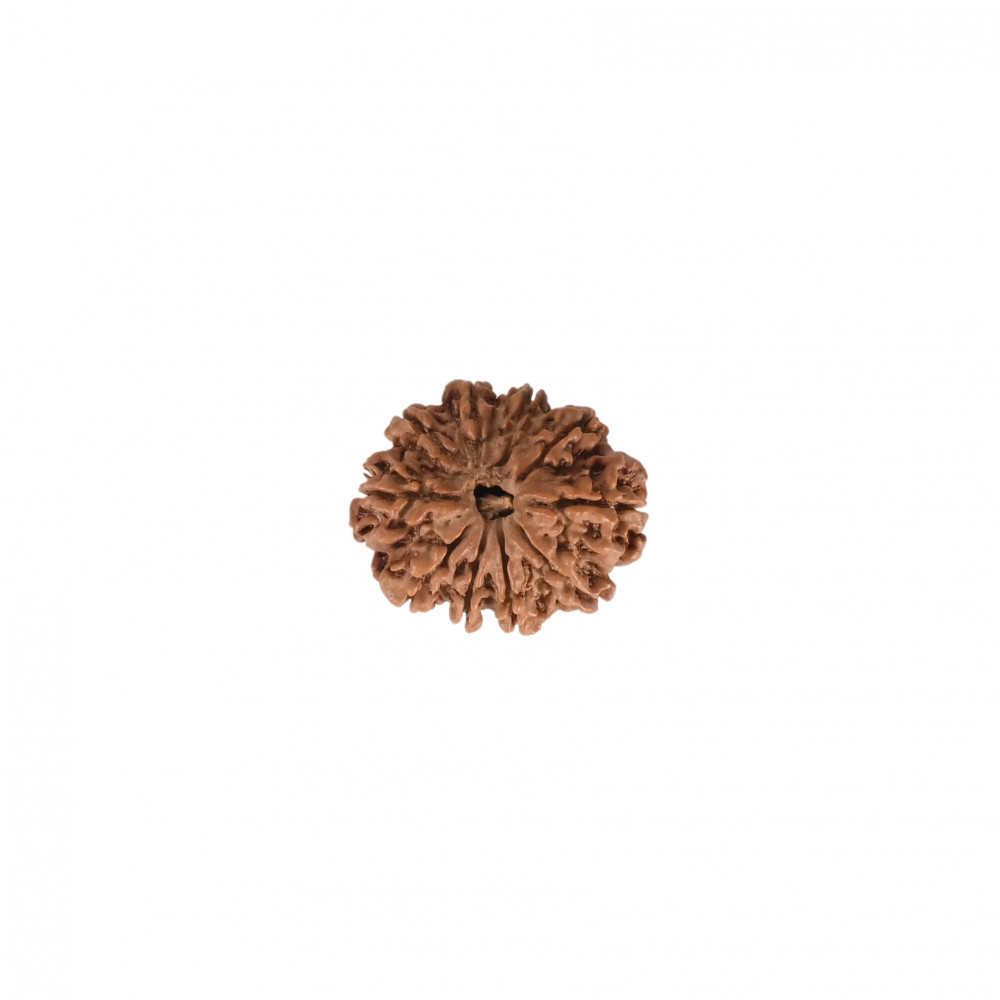 Image of Natural 10 Mukhi Rudraksh (Nepali)