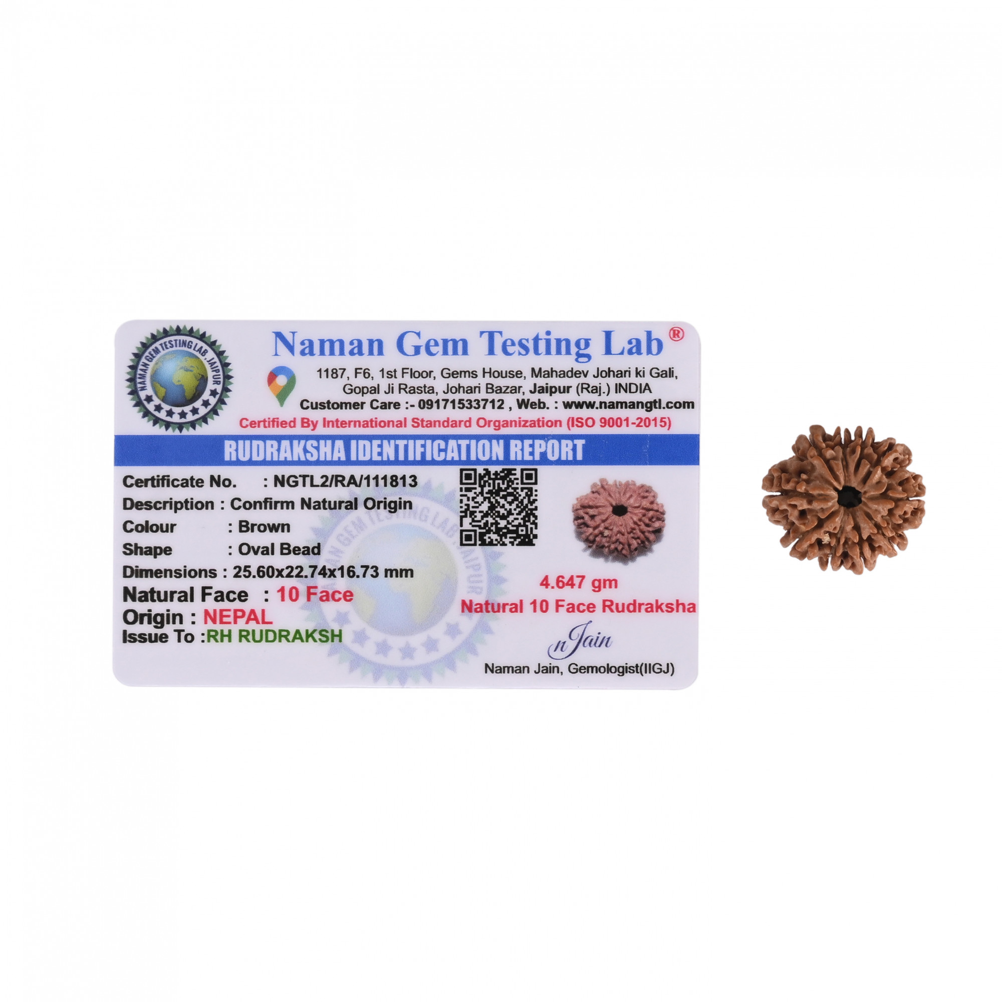 Natural 10 Mukhi RudrakshNepali