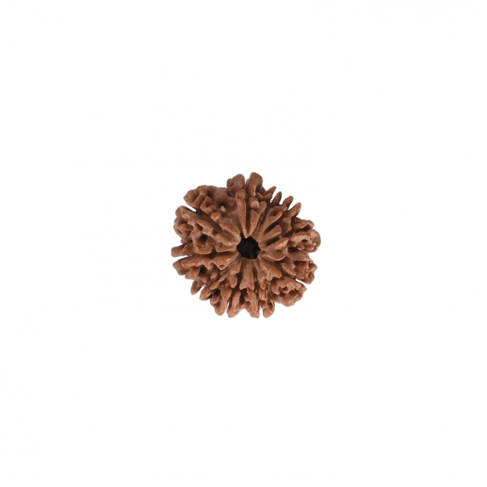 Image of Natural 10 Mukhi Rudraksh(Nepali)