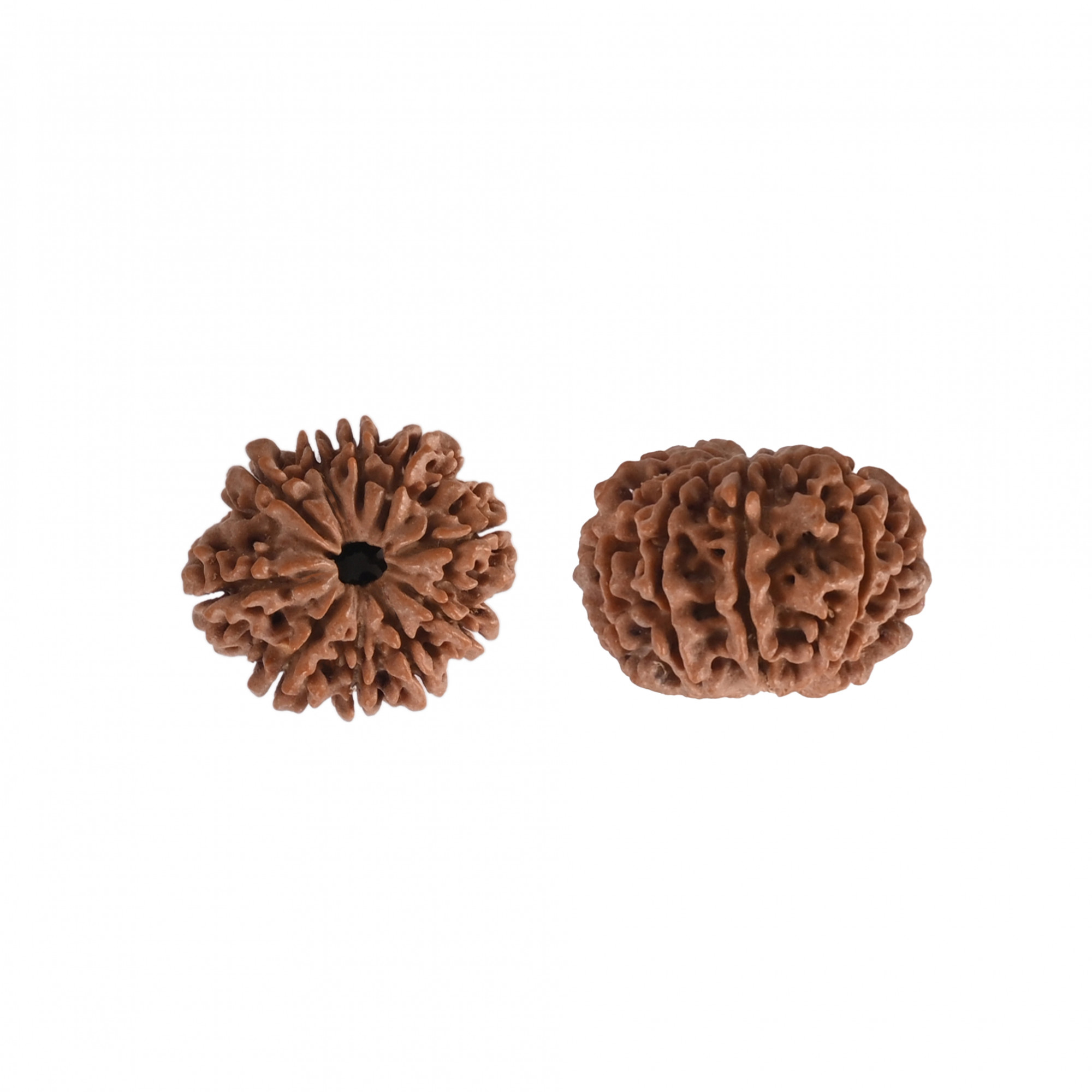Natural 10 Mukhi RudrakshNepali