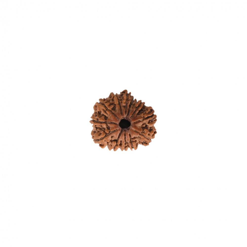 Image of Natural 12 Mukhi Rudraksh (Nepali)