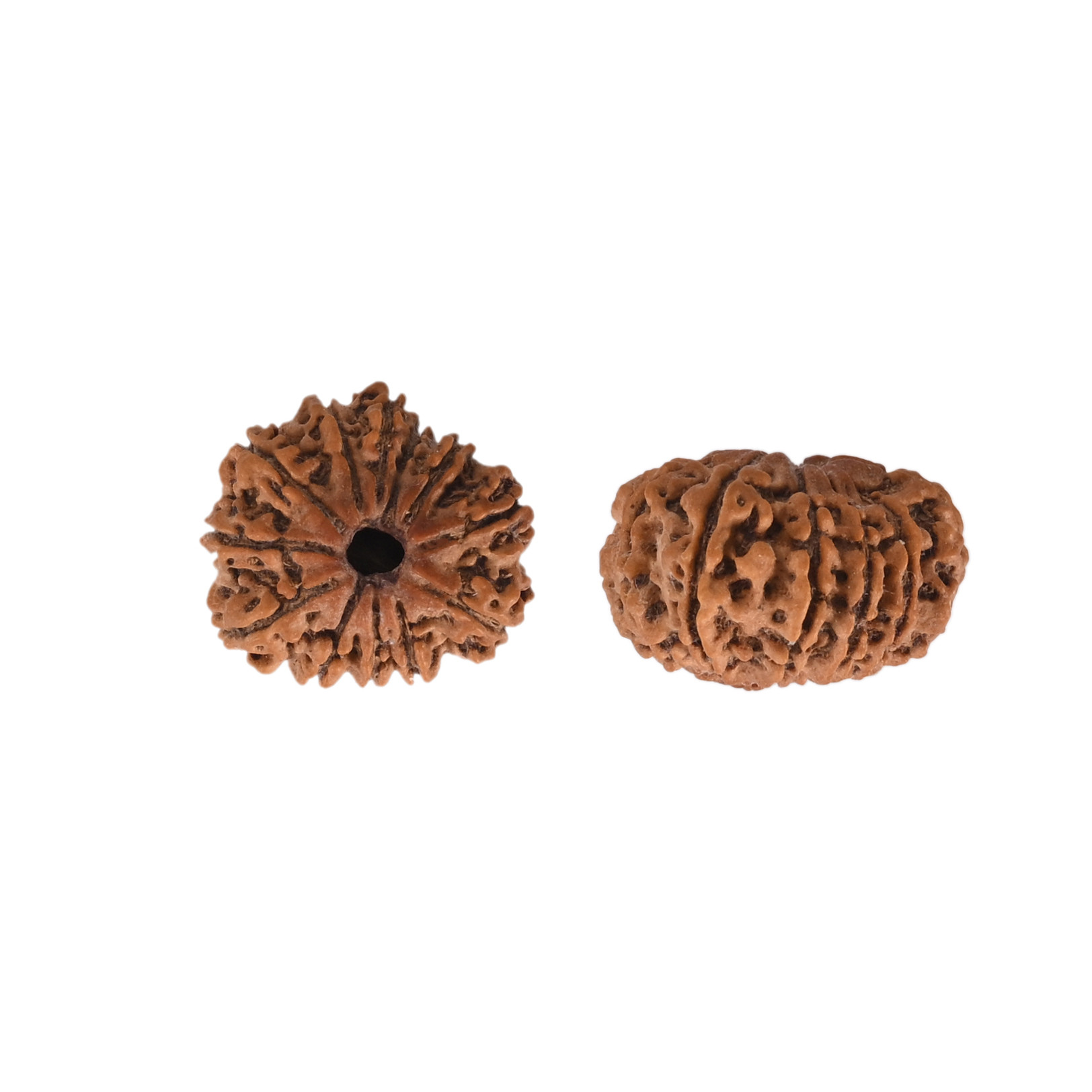 Natural 12 Mukhi Rudraksh Nepali