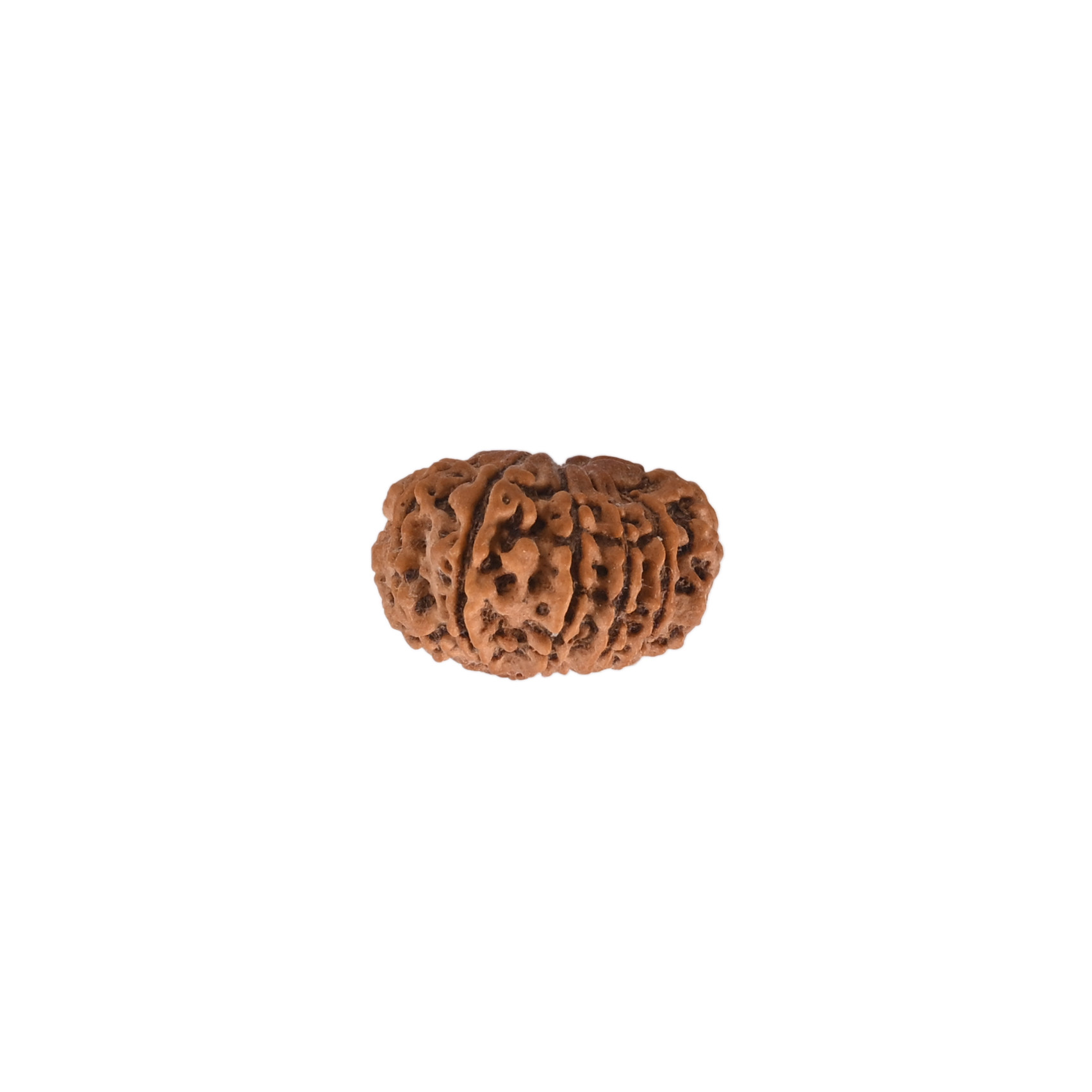 Natural 12 Mukhi Rudraksh Nepali