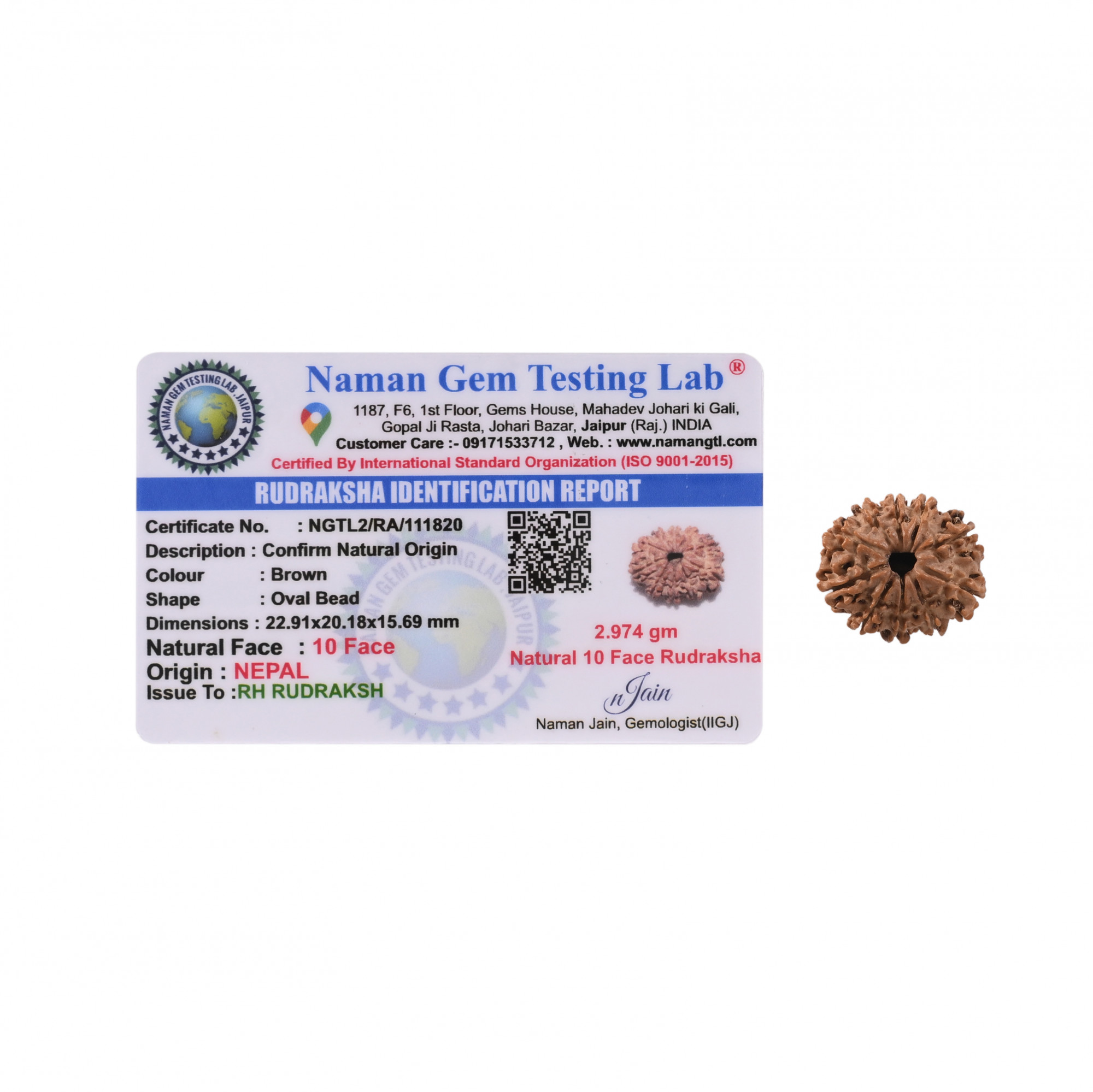 Natural 10 Mukhi Rudraksh Nepali