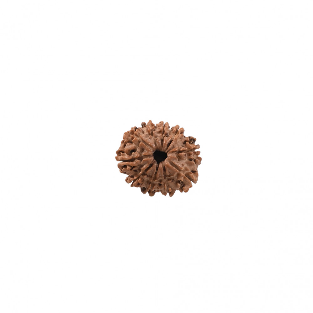 Image of Natural 10 Mukhi Rudraksh (Nepali)