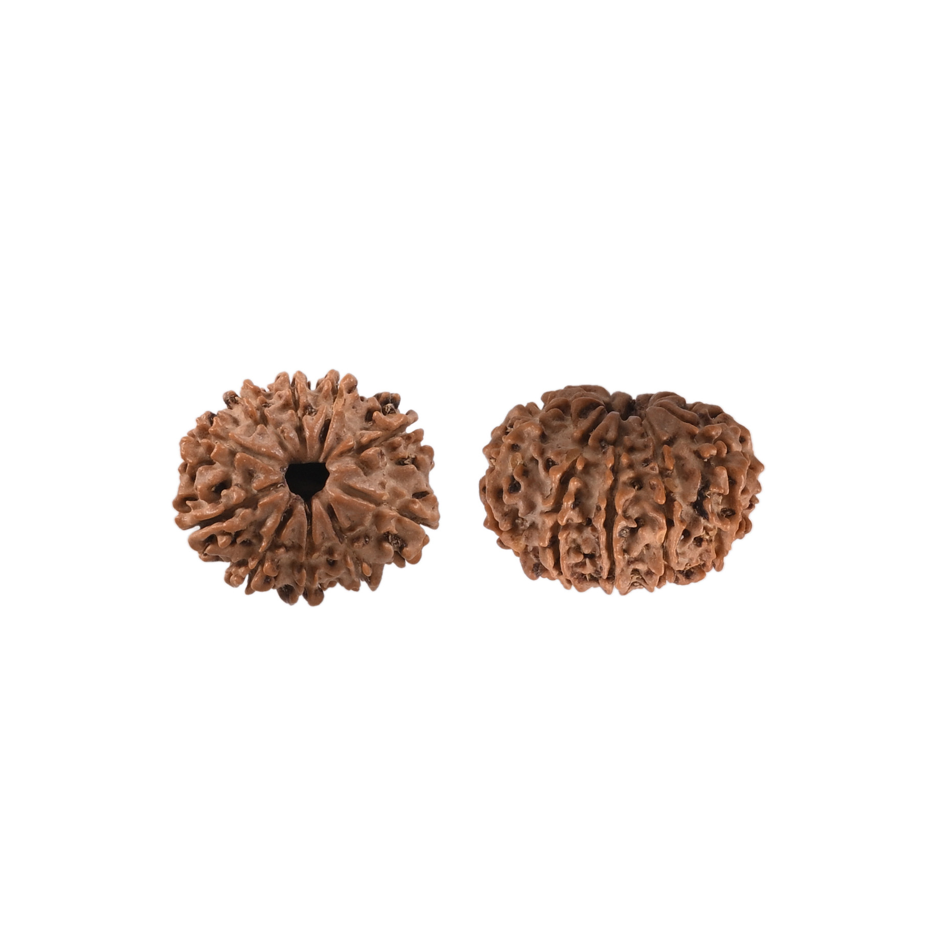 Natural 10 Mukhi Rudraksh Nepali
