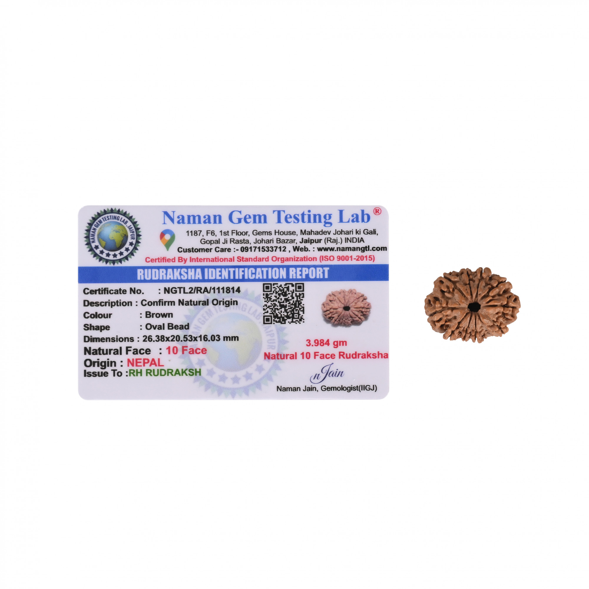 Natural 10 Mukhi Rudraksh Nepali