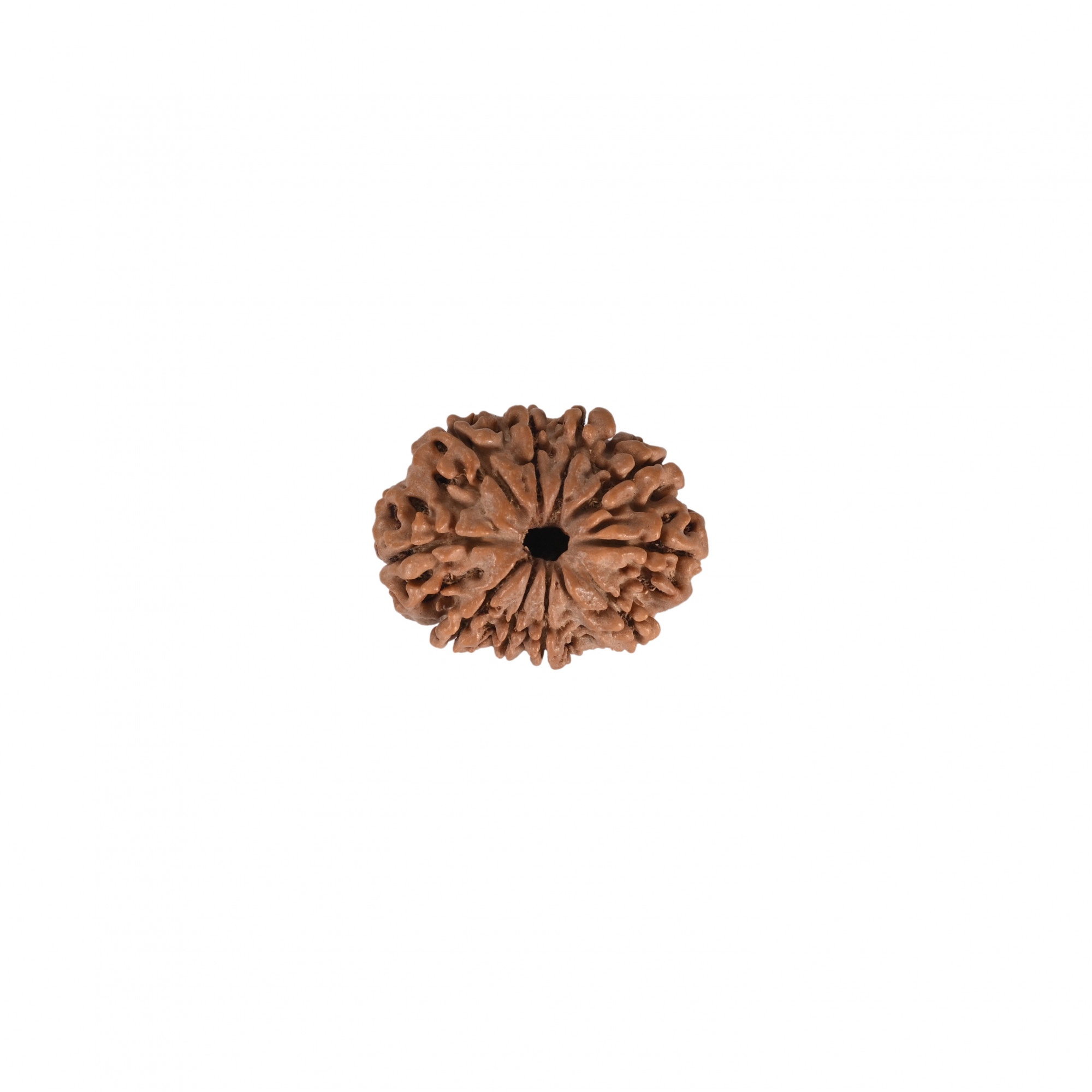 Natural 10 Mukhi Rudraksh Nepali