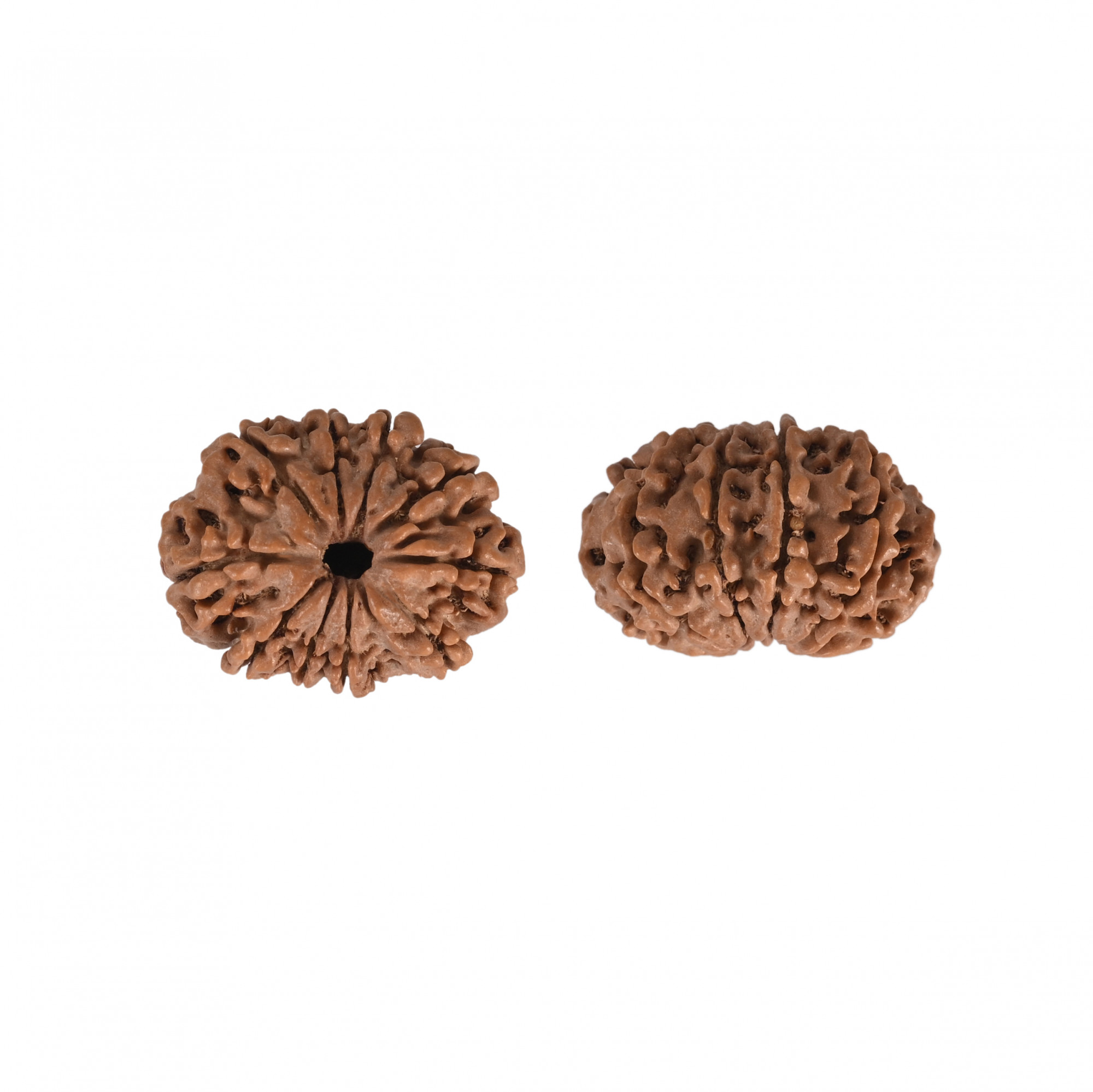 Natural 10 Mukhi Rudraksh Nepali