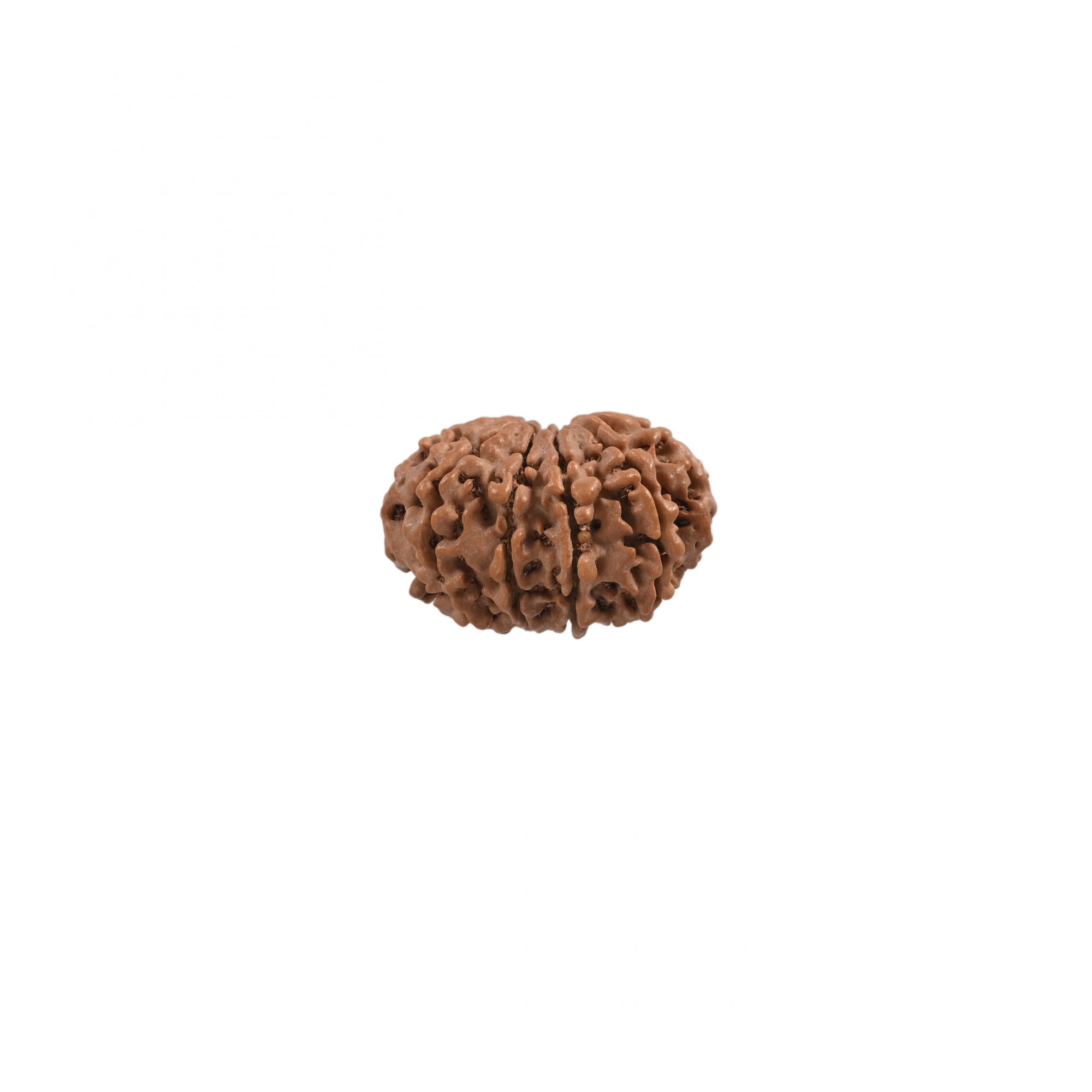 Natural 10 Mukhi Rudraksh Nepali