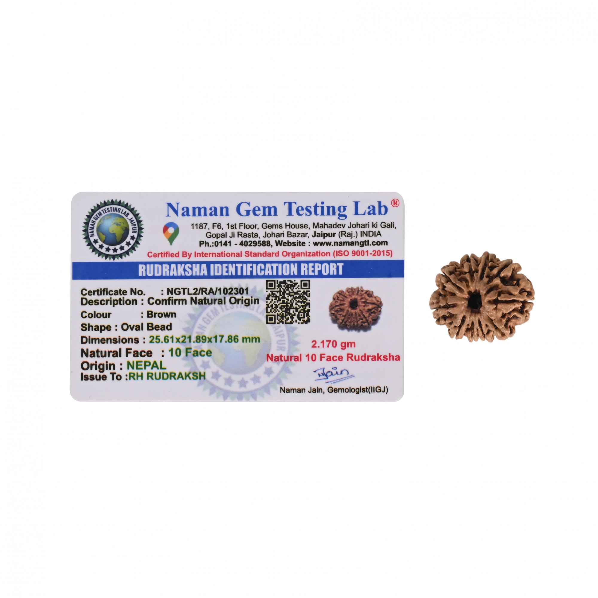 Natural 10 Mukhi RudrakshNepali