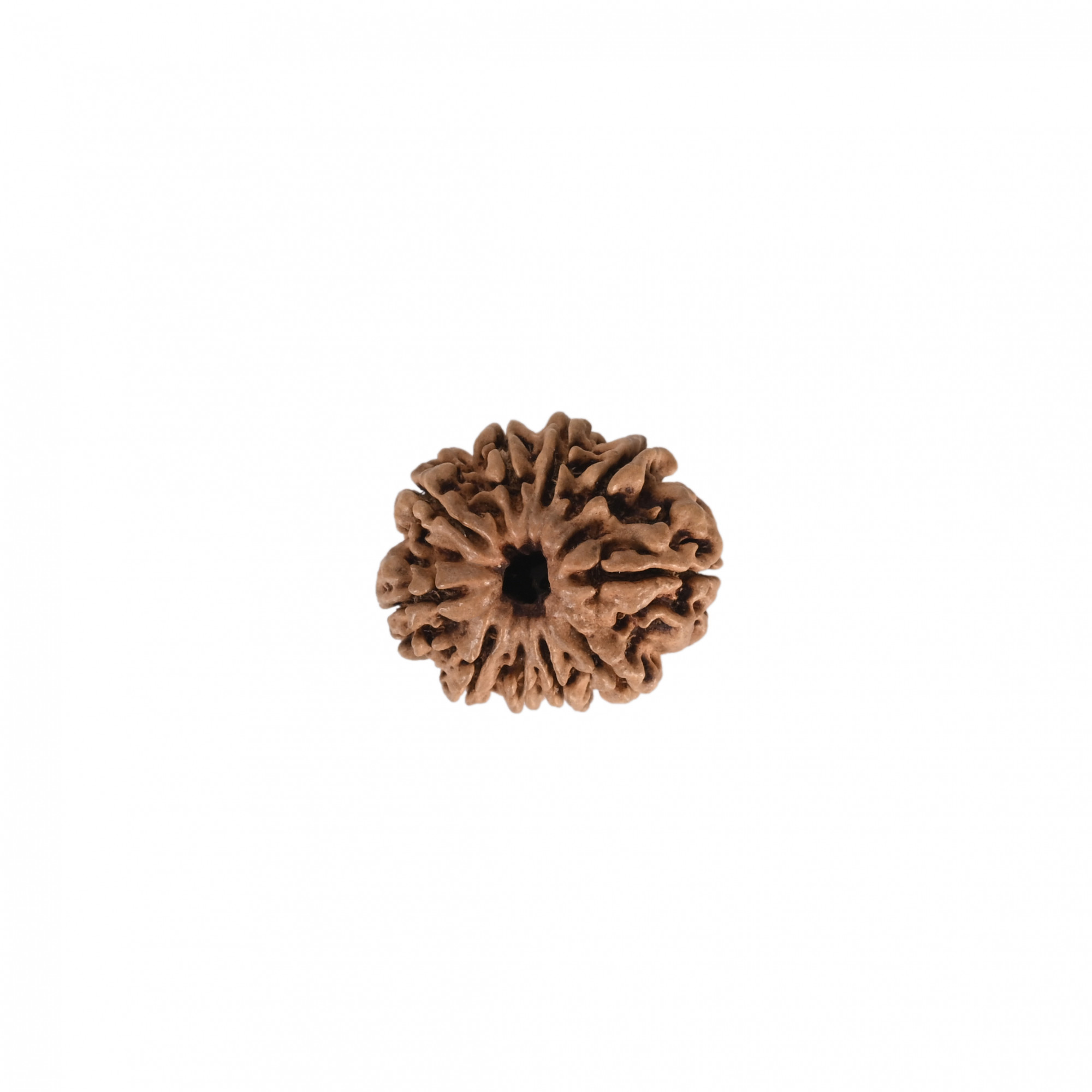 Natural 10 Mukhi RudrakshNepali