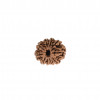 Natural 10 Mukhi Rudraksh(Nepali)