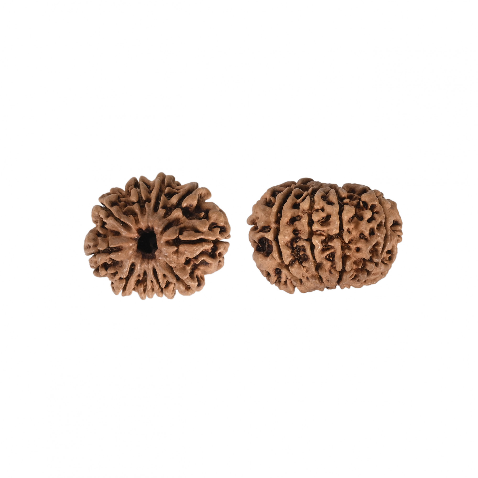 Natural 10 Mukhi RudrakshNepali