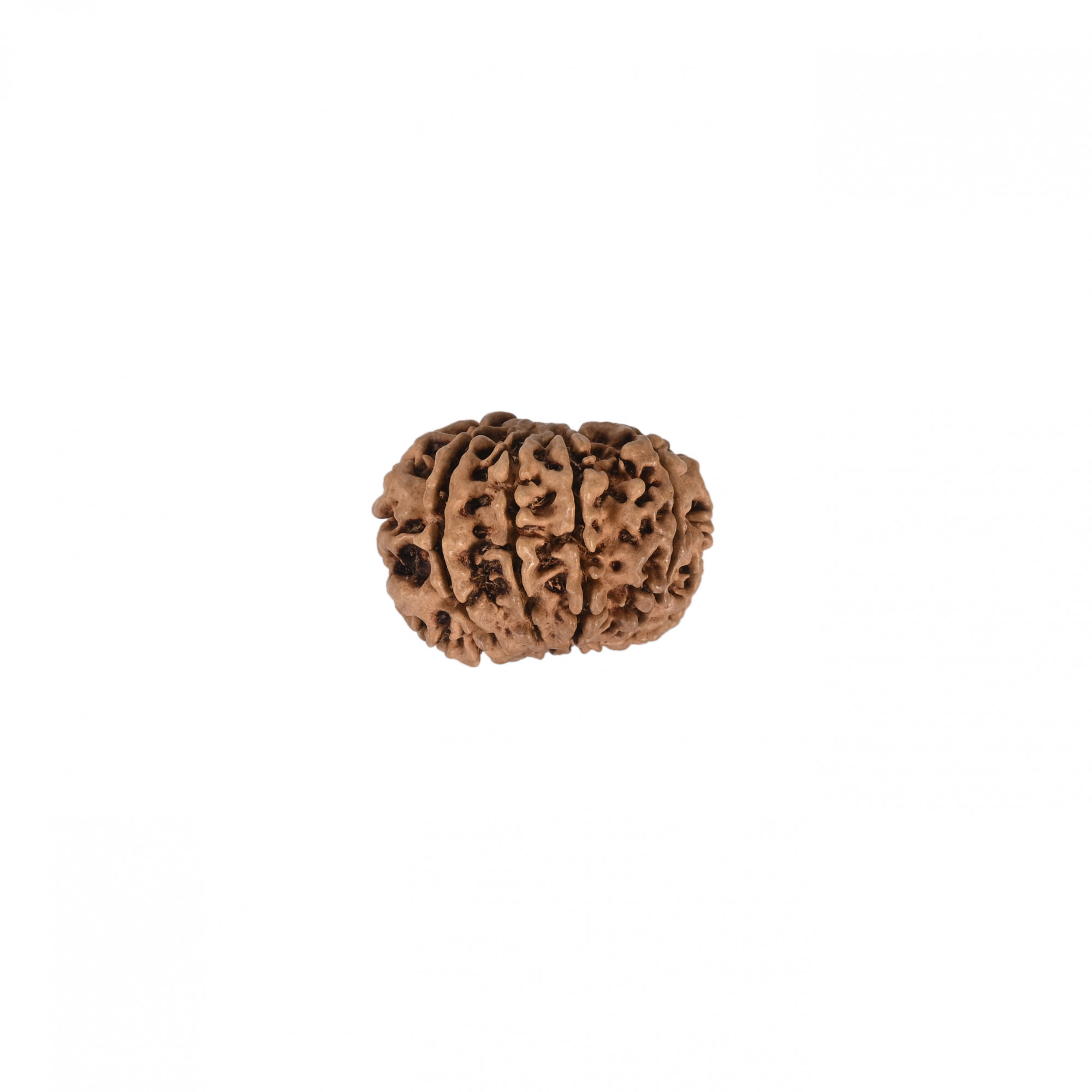 Natural 10 Mukhi RudrakshNepali