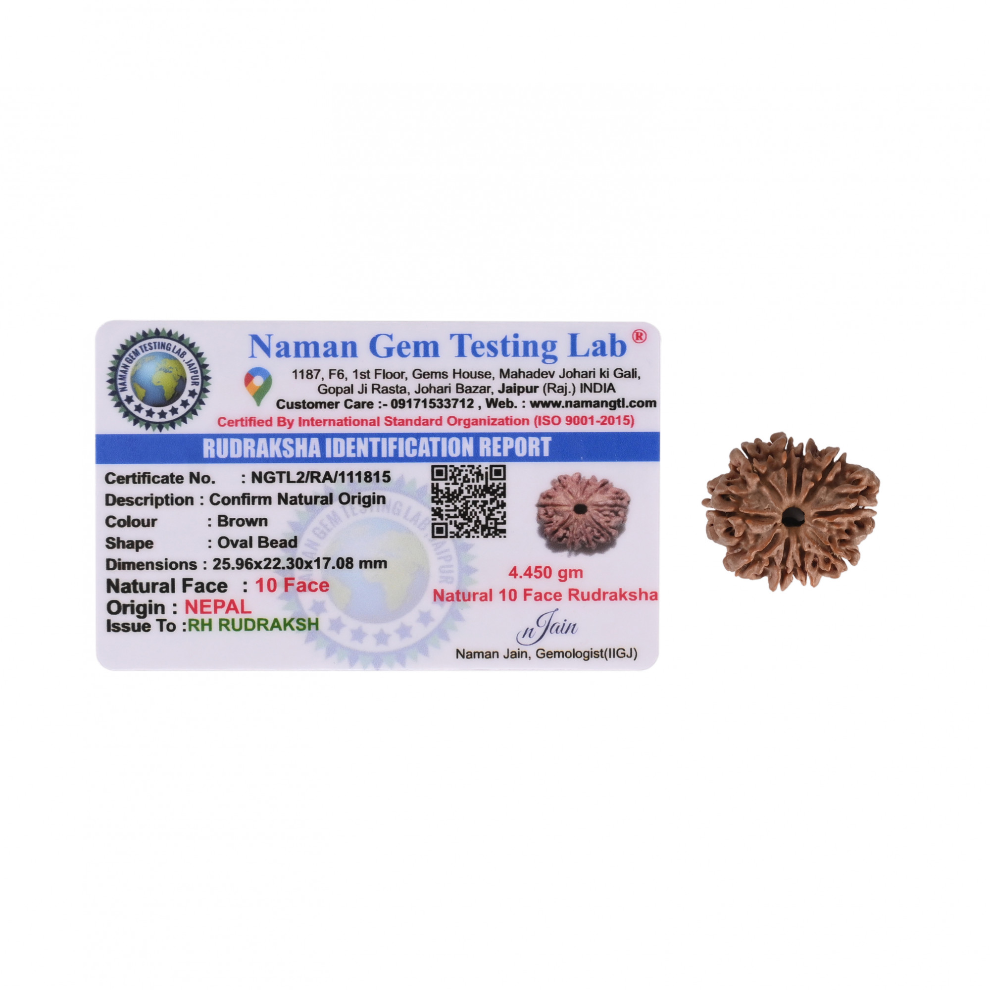 Natural 10 Mukhi RudrakshNepali