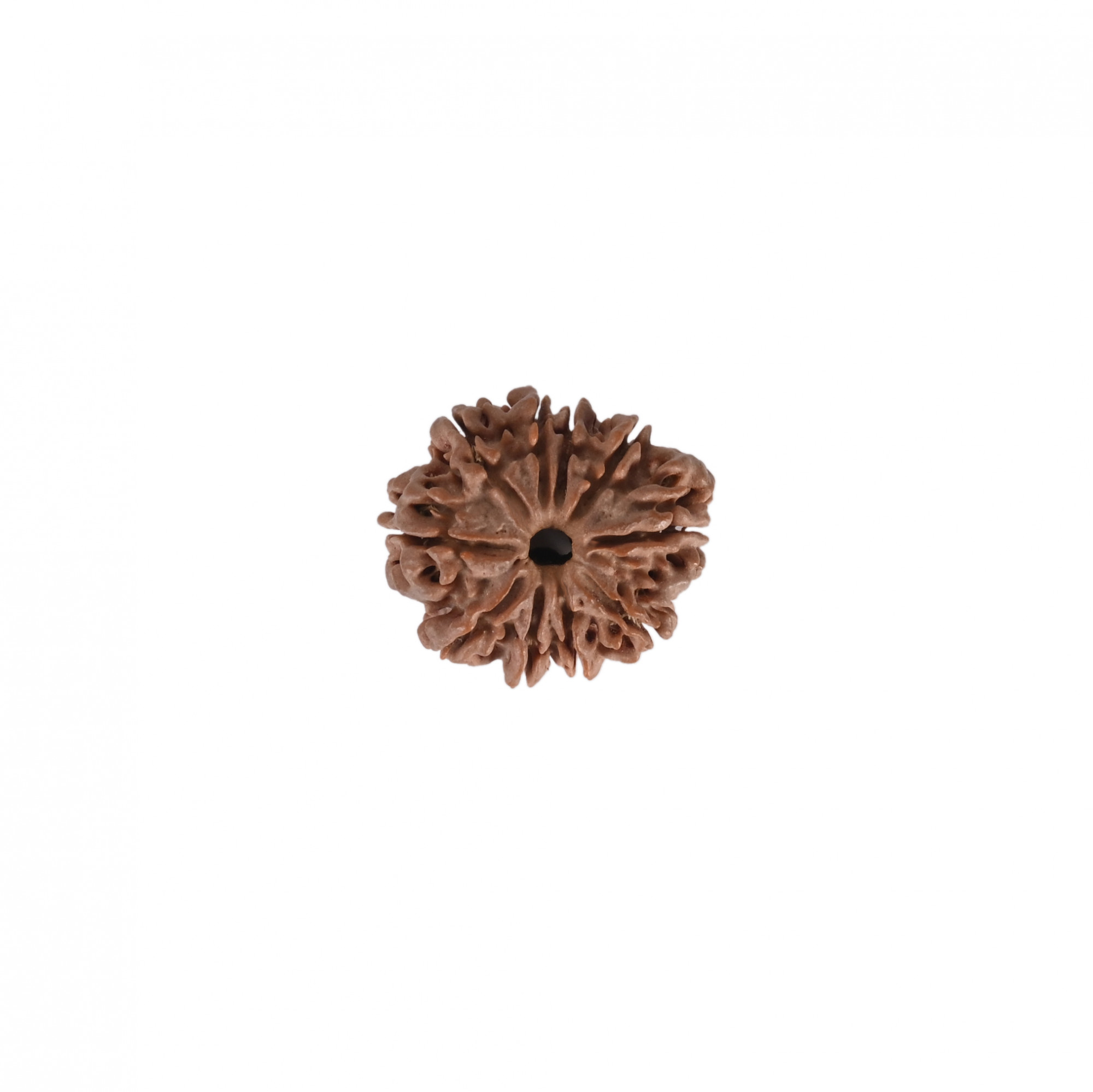 Natural 10 Mukhi RudrakshNepali