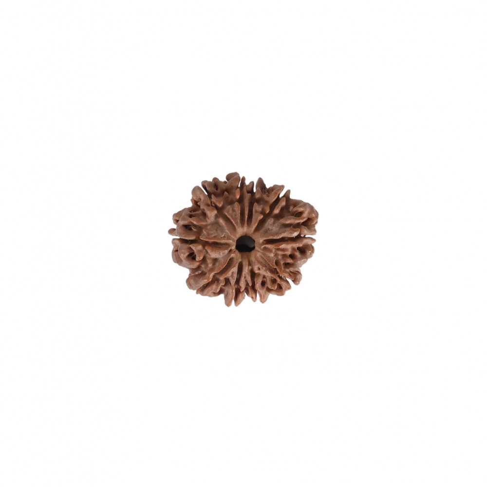 Image of Natural 10 Mukhi Rudraksh(Nepali)