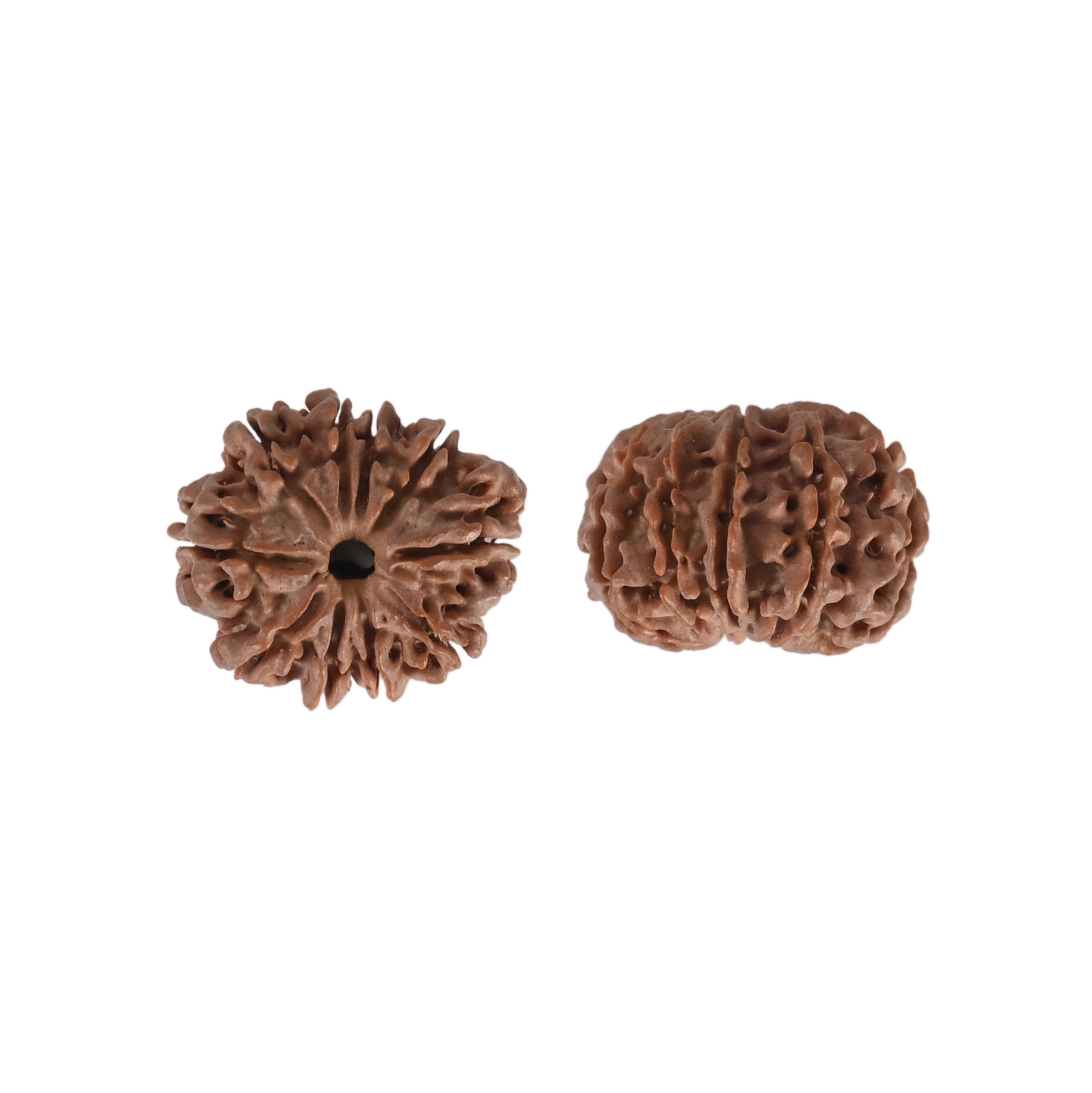 Natural 10 Mukhi RudrakshNepali