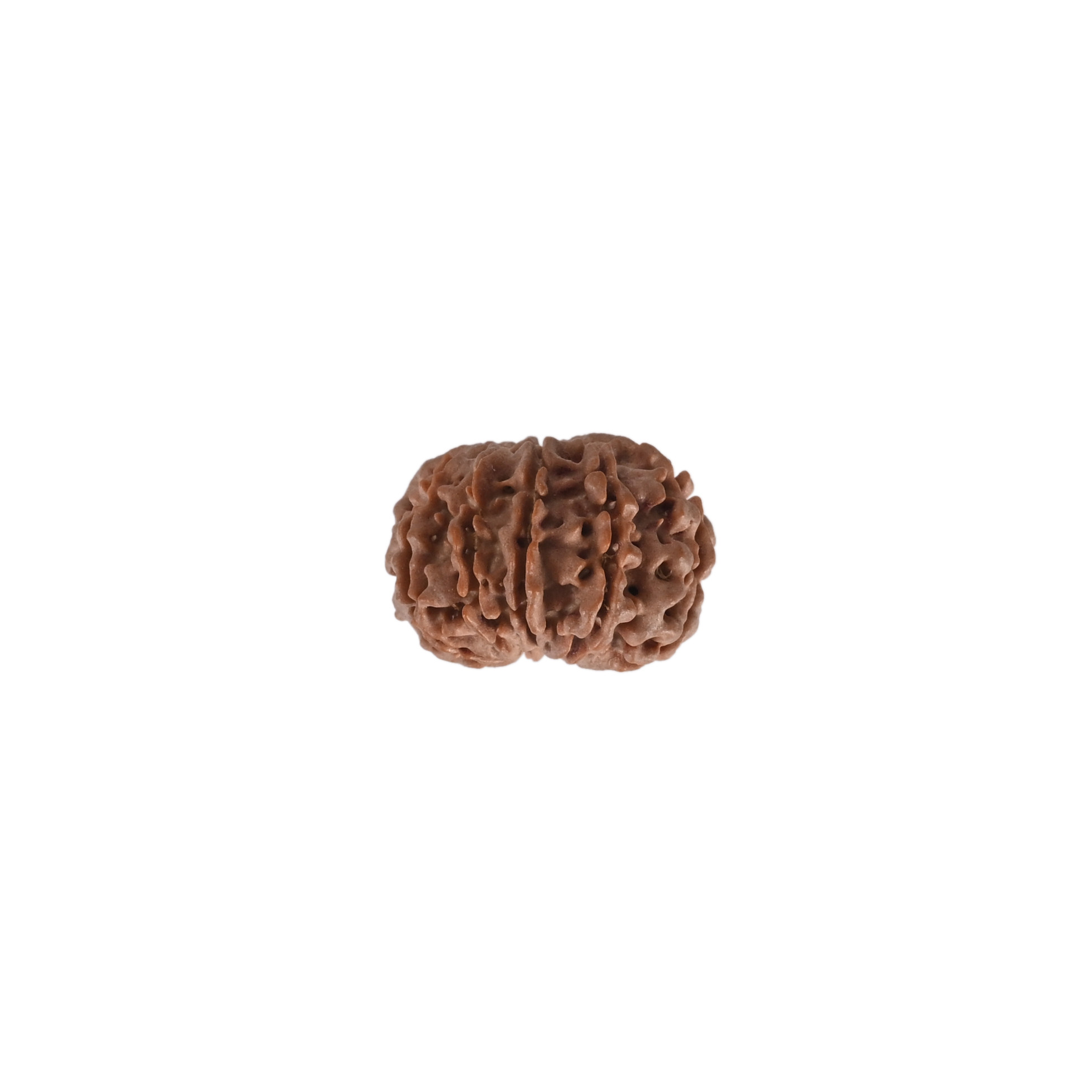 Natural 10 Mukhi RudrakshNepali