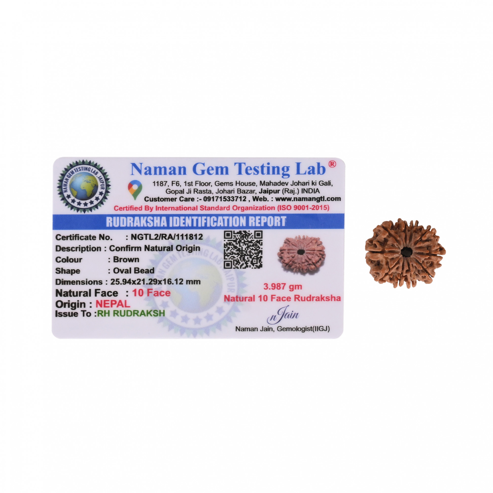 Natural 10 Mukhi RudrakshNepali