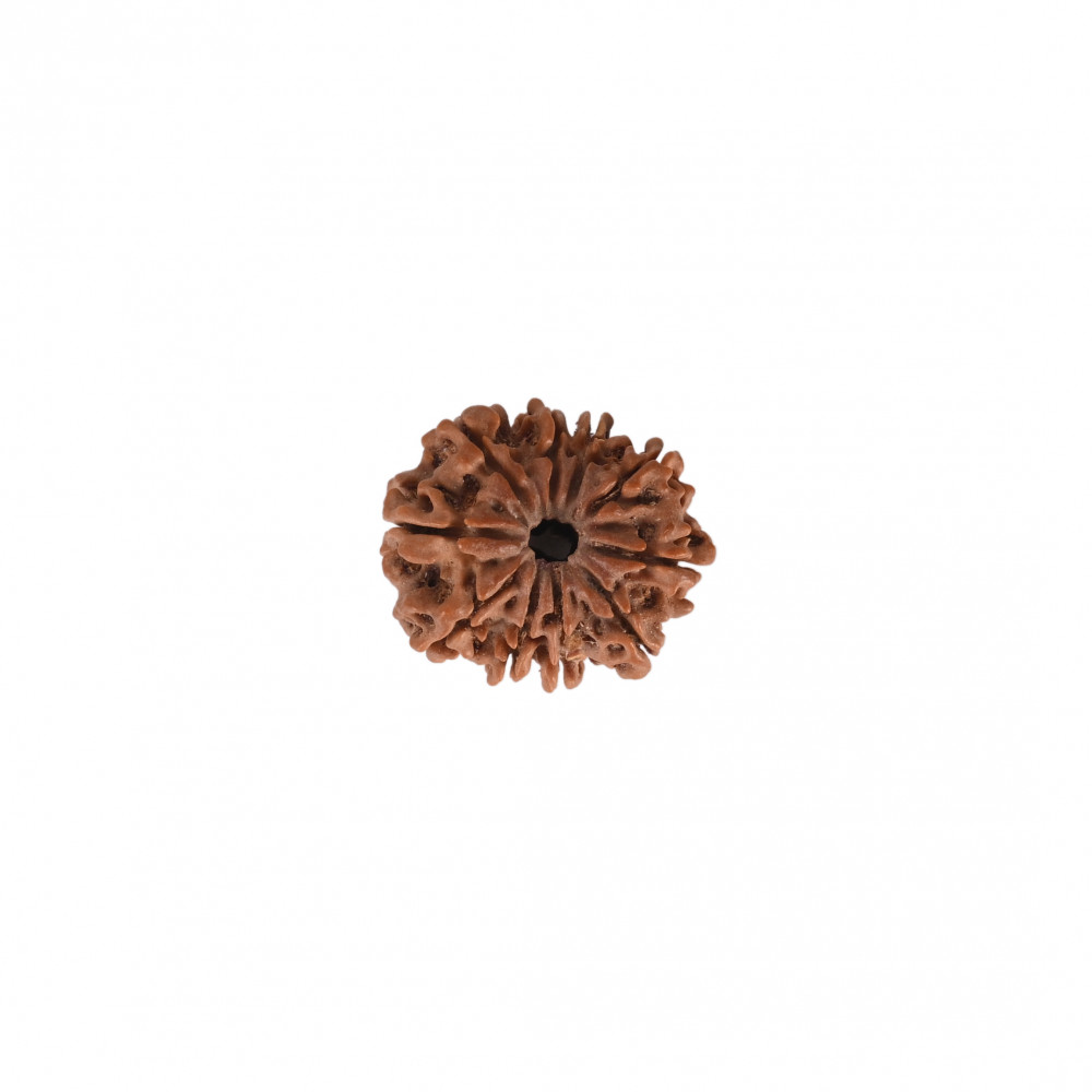 Image of Natural 10 Mukhi Rudraksh(Nepali)