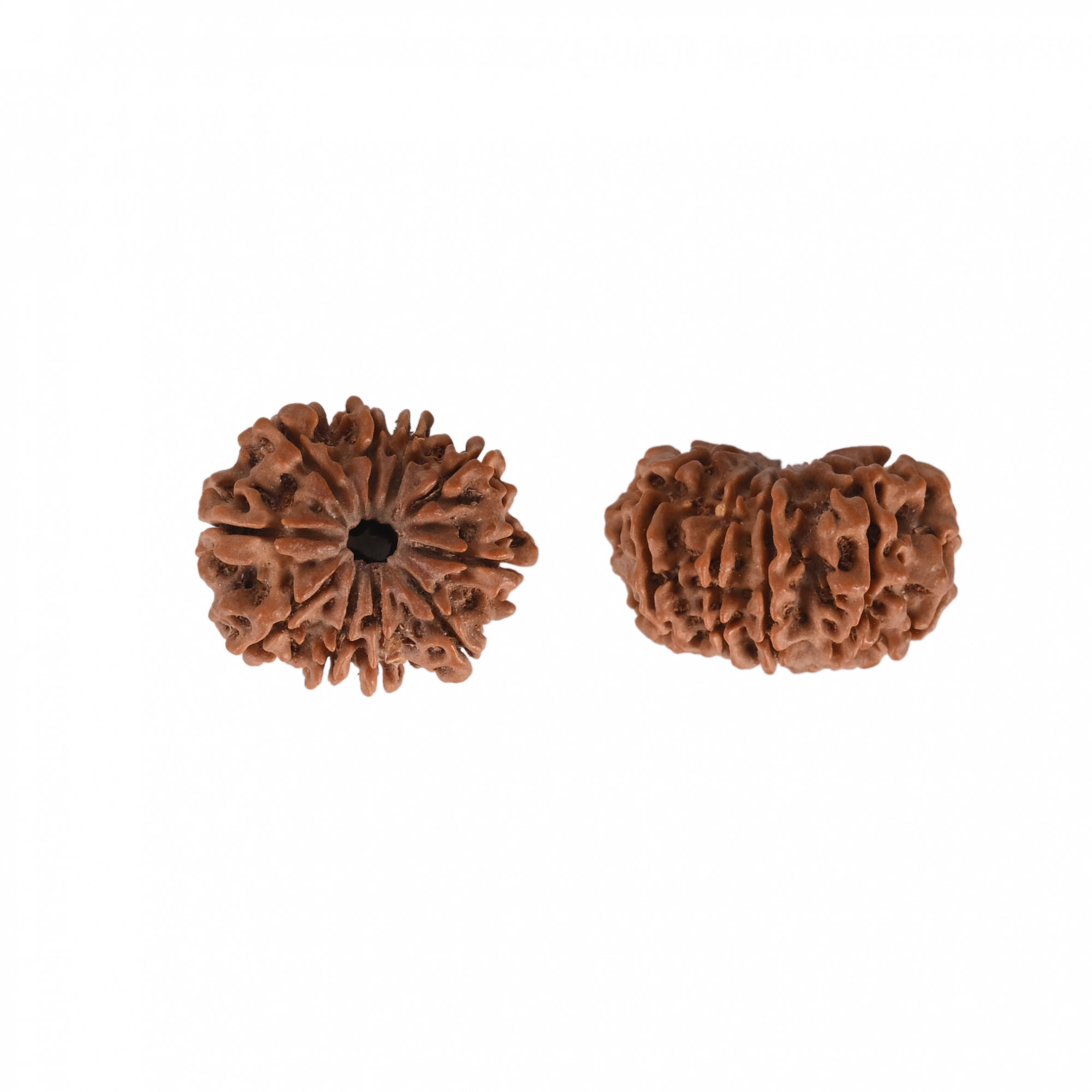 Natural 10 Mukhi RudrakshNepali