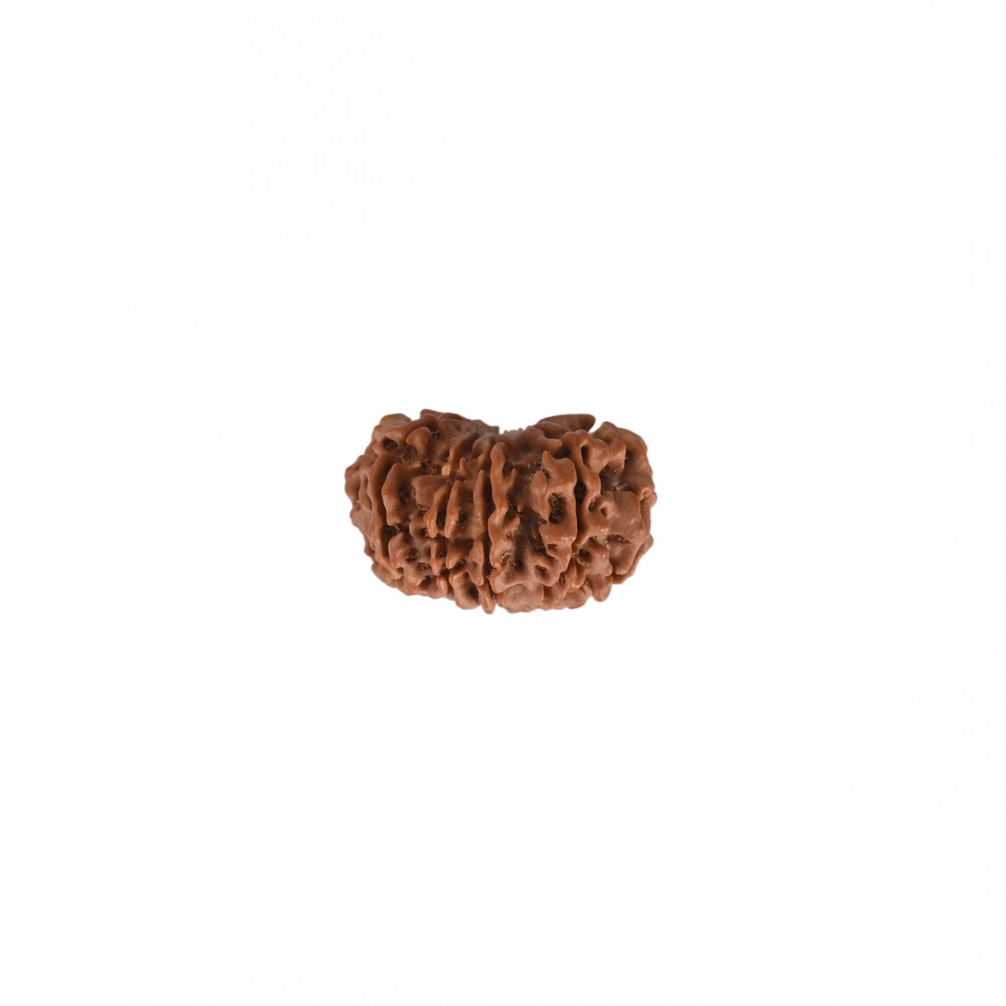 Natural 10 Mukhi RudrakshNepali